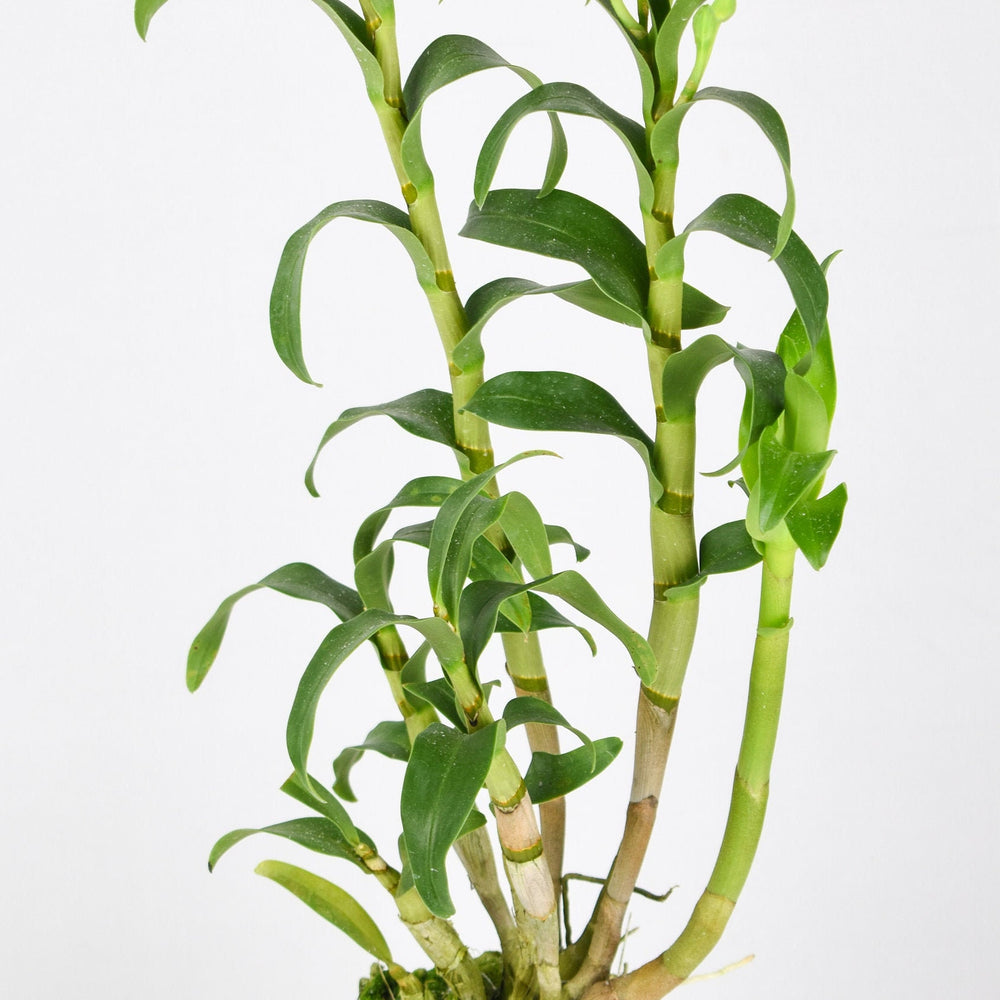 Species Dendrobium sanderae var luzonicum x major