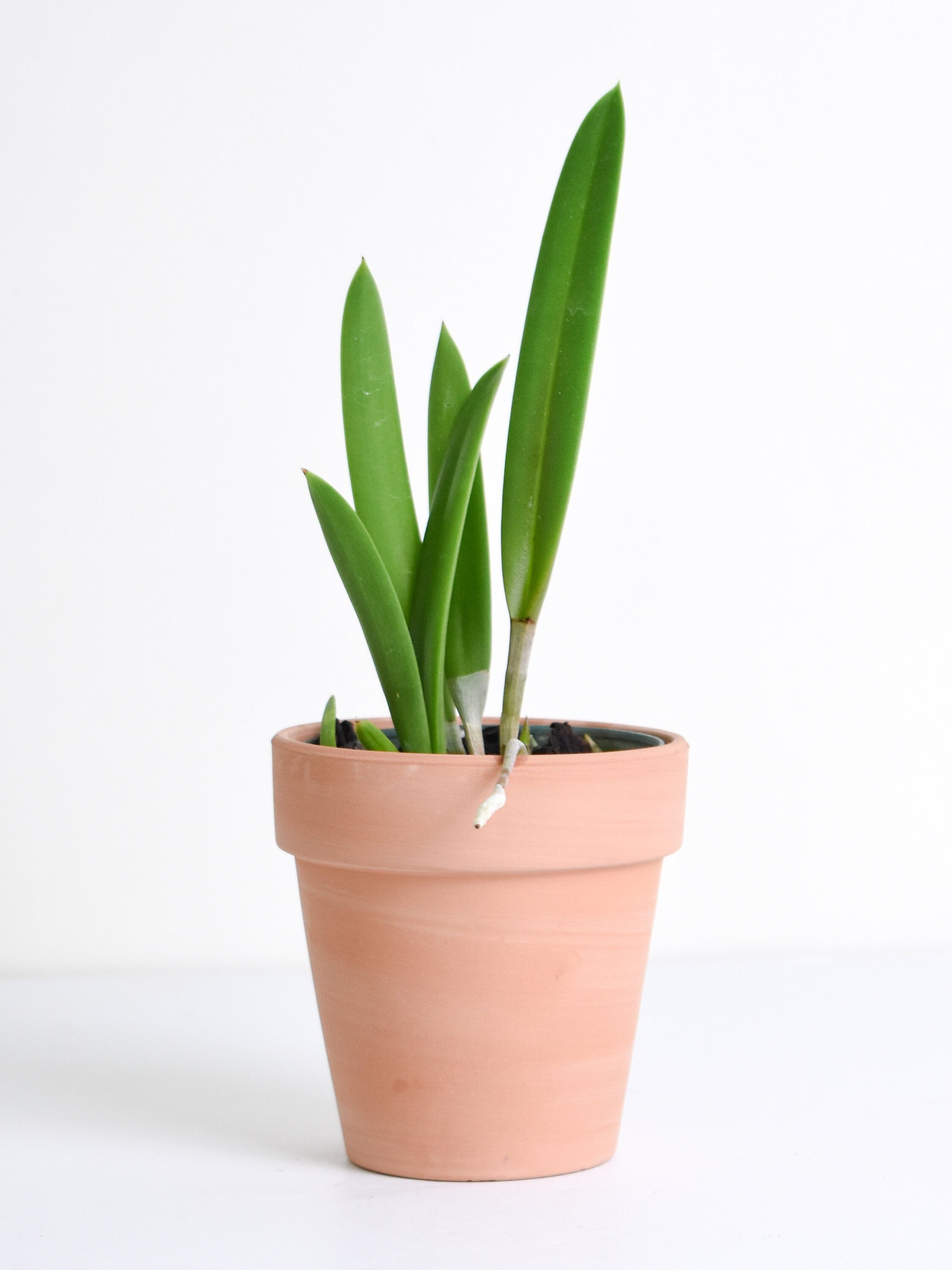 Fragrant Brassavola Little Stars IN SPIKE