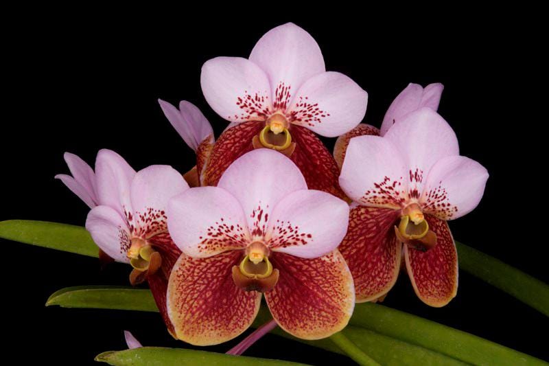 Waling-waling Species Vanda sanderiana