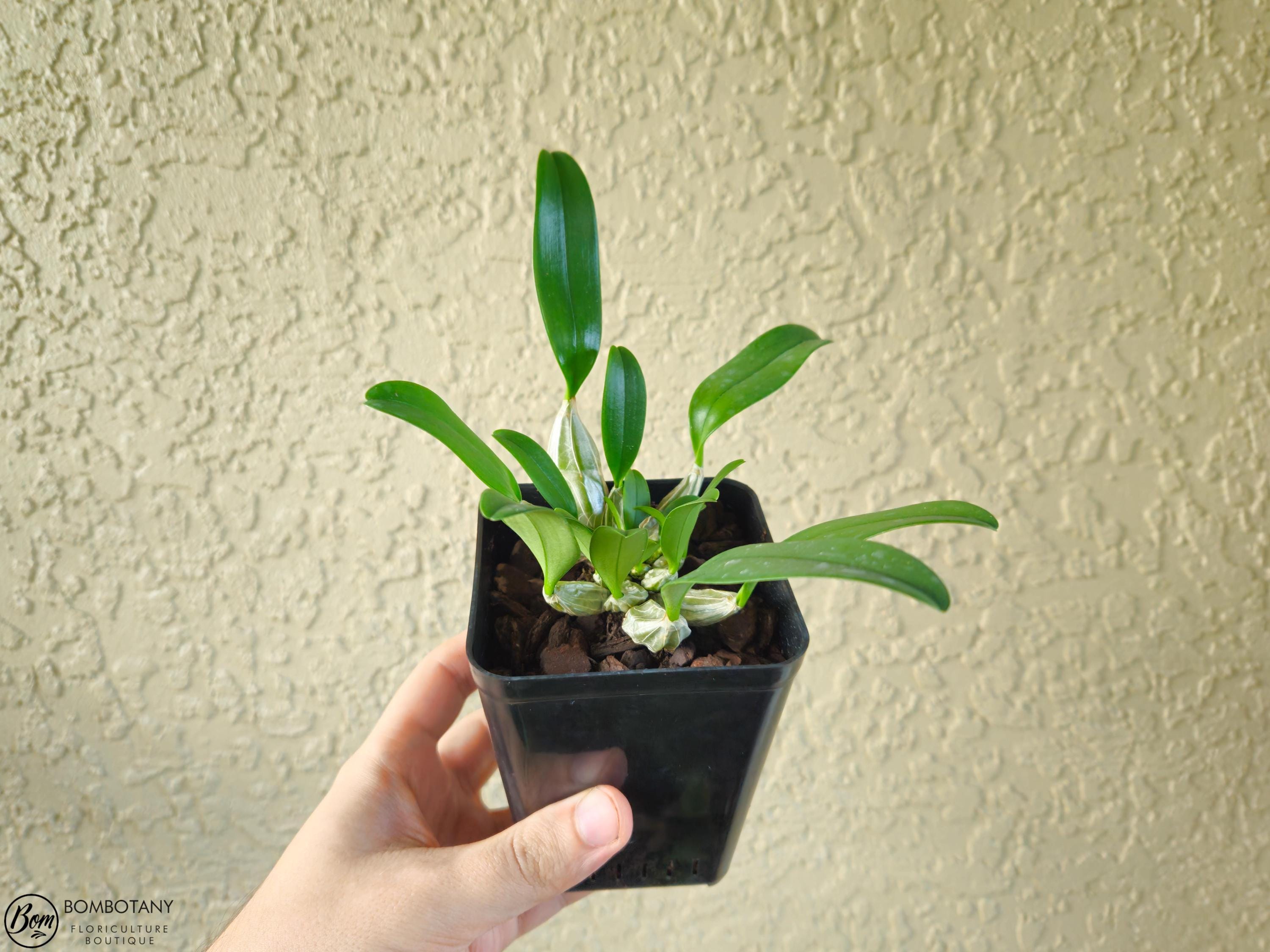 Fragrant Species Dendrobium lindleyi