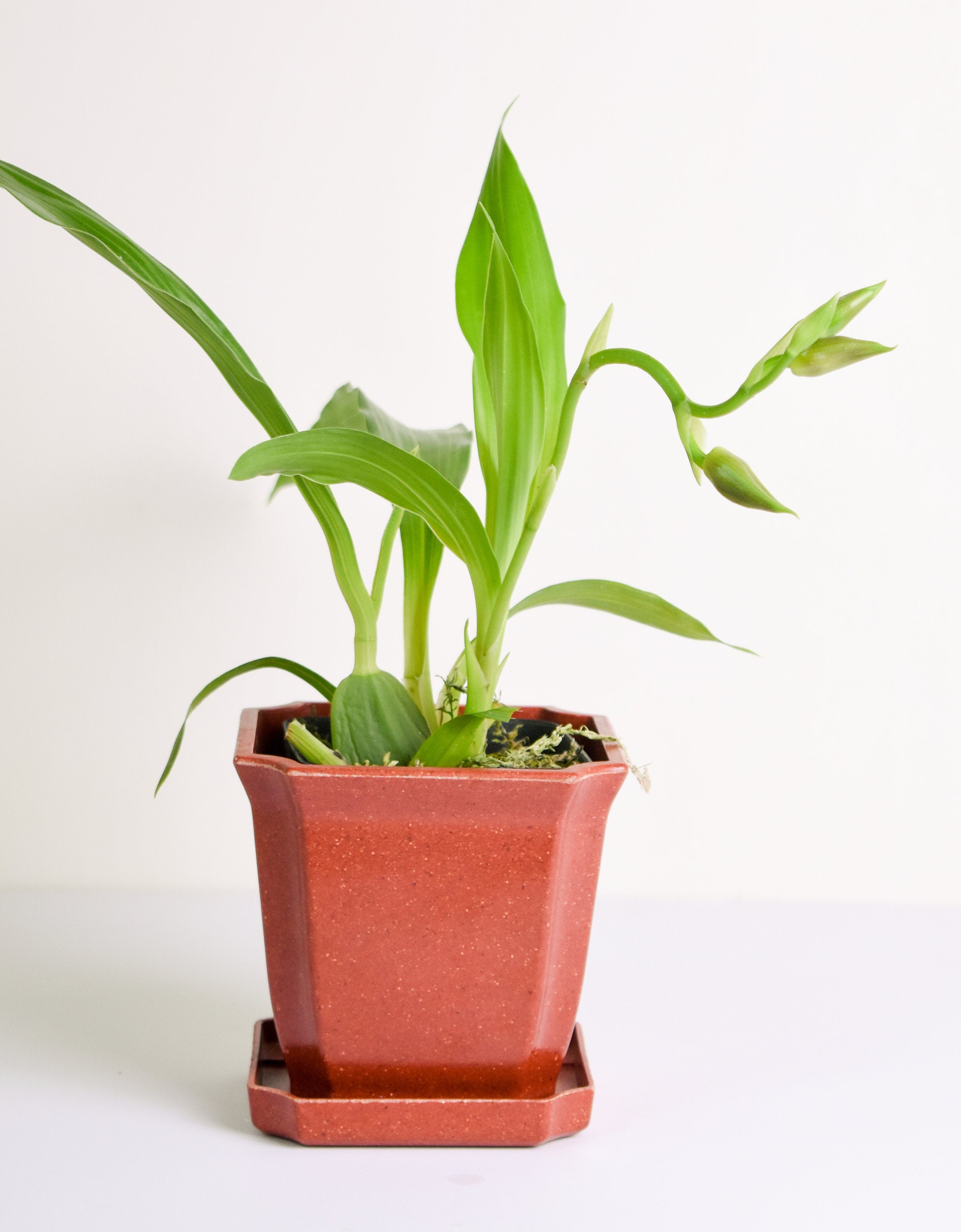 Fragrant Zygopetalum Louisendorf Rhein Moonlight IN SPIKE