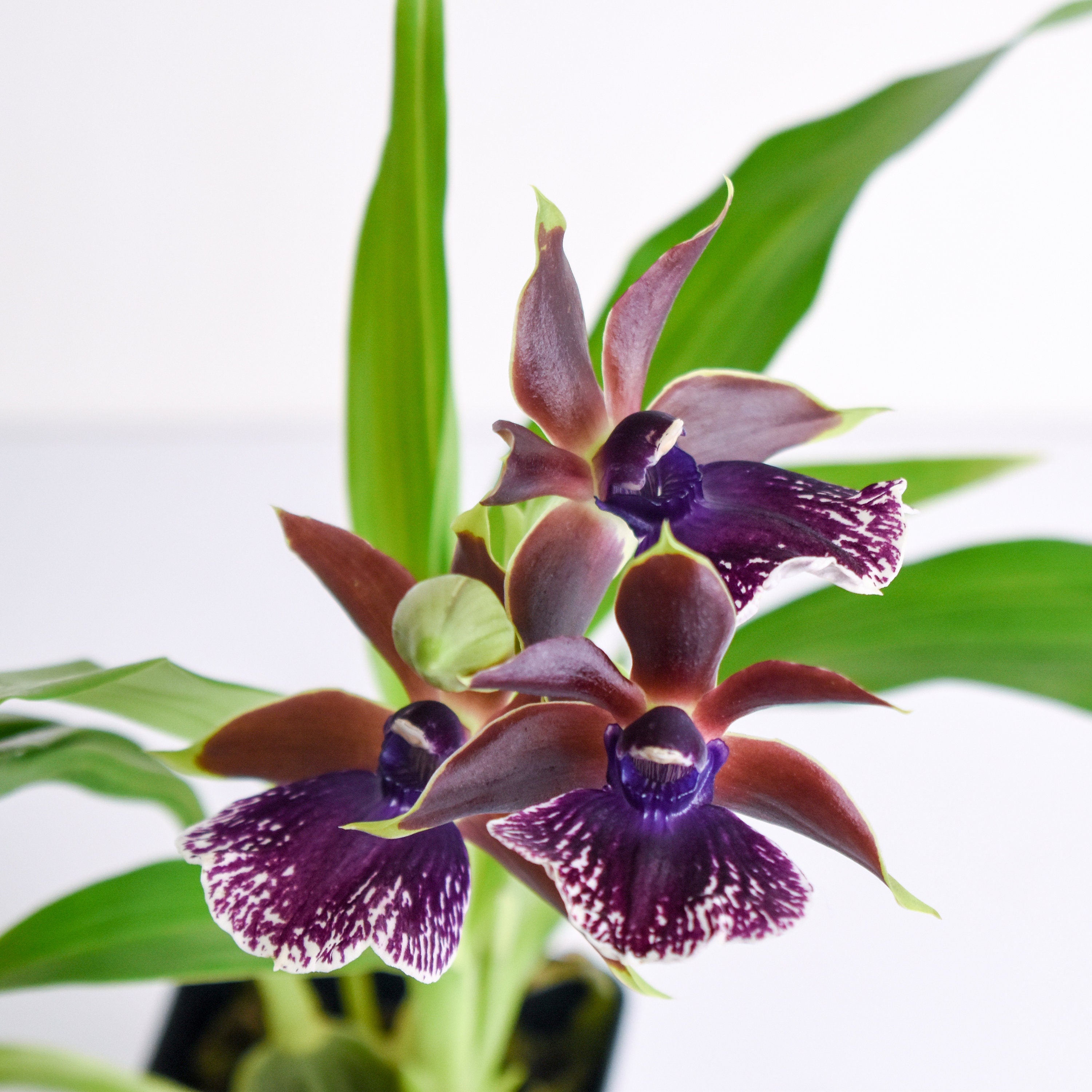 Fragrant Zygopetalum Louisendorf Rhein Moonlight IN SPIKE