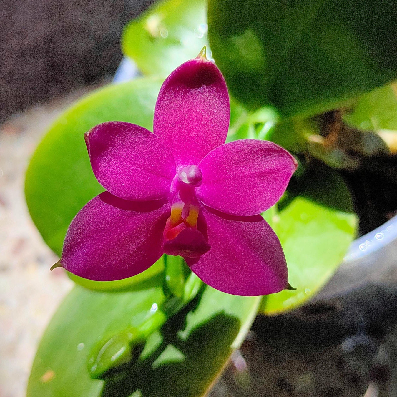 Fragrant Species Phalaenopsis violacea var. indigo, red, or coerulea