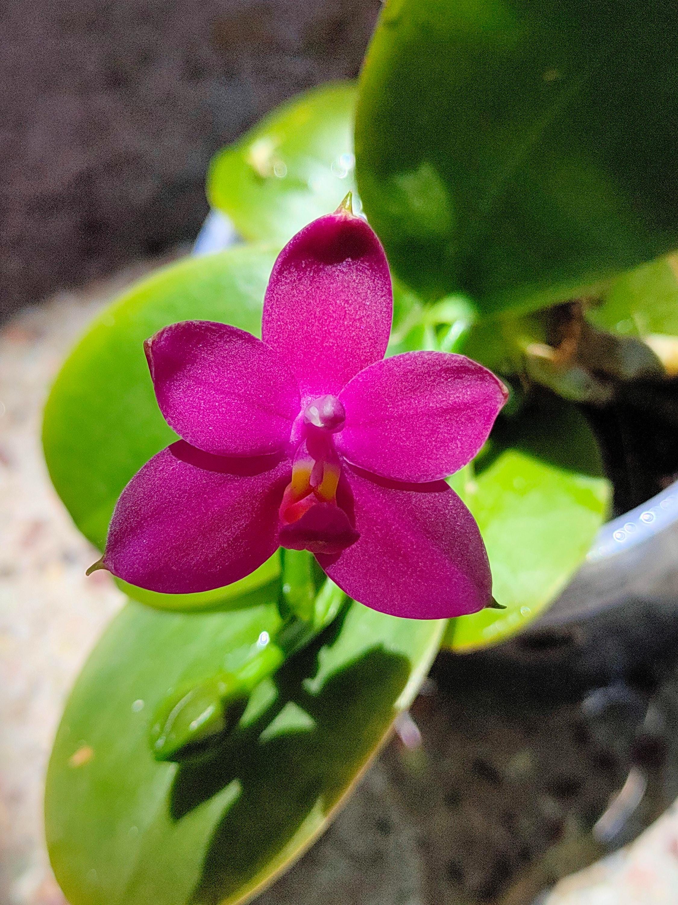 Fragrant Species Phalaenopsis violacea var. indigo, red, or coerulea