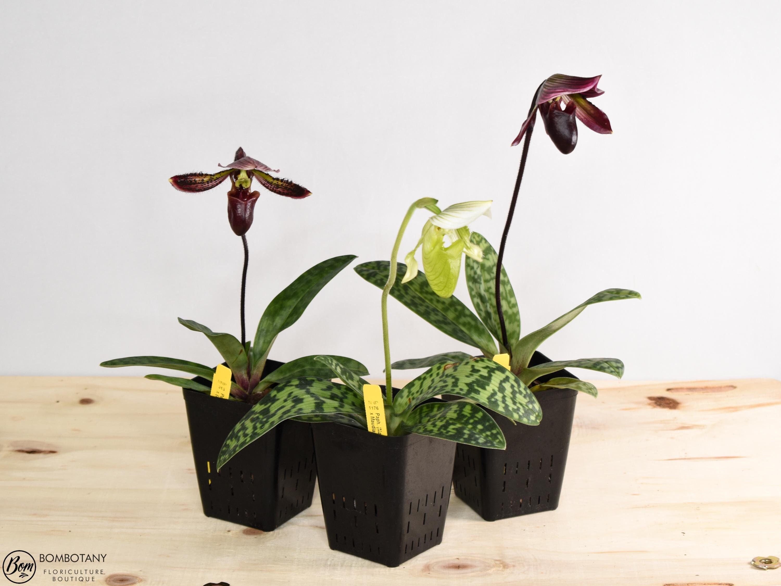 Vini/Maroon/Alba Paphiopedilum Maudiae