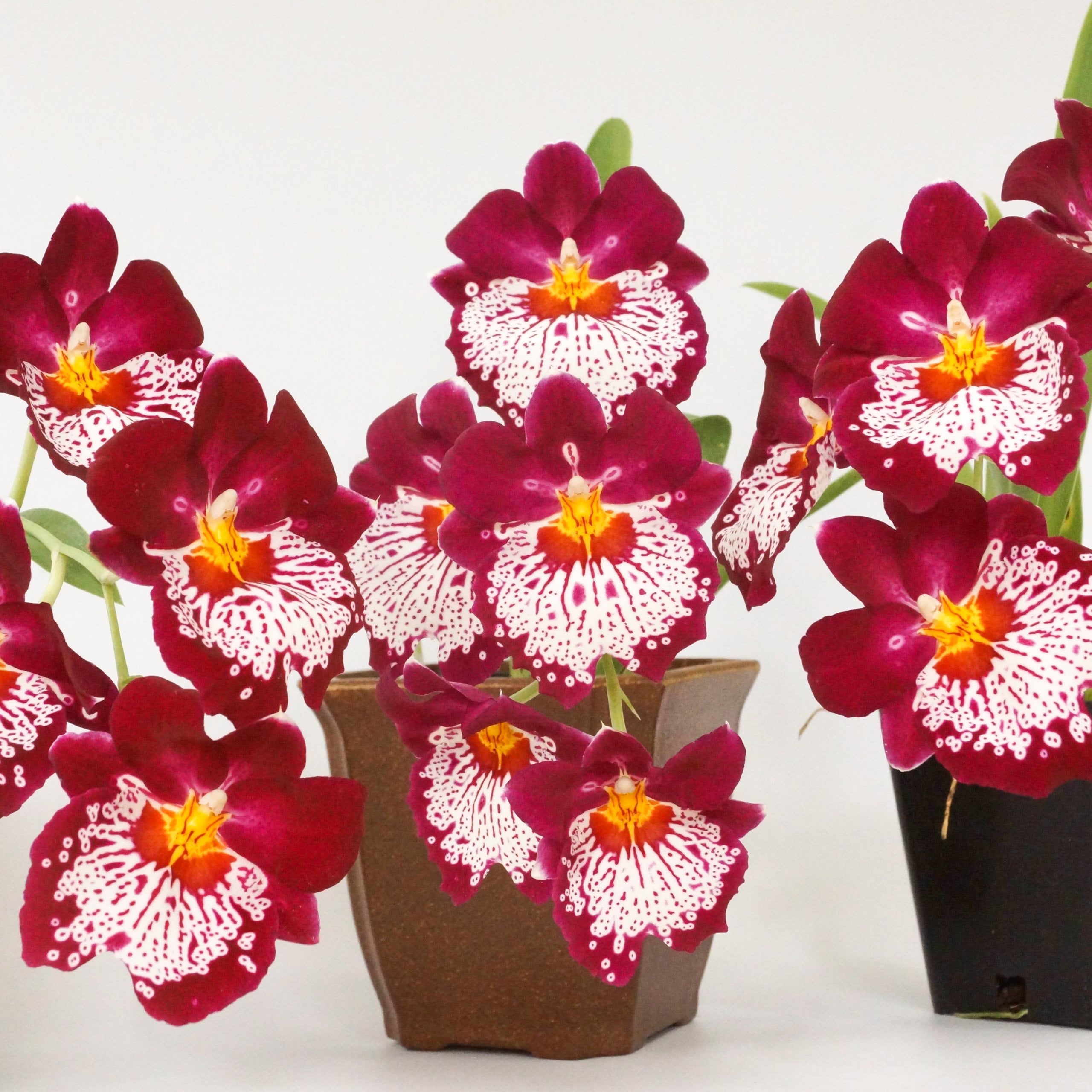 Fragrant Pansy Orchid Miltoniopsis Breathless 'Good Woman' IN SPIKE