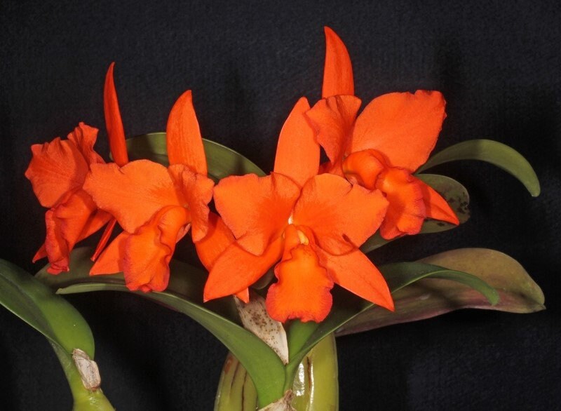 Blc. Dan O'Neil 'Jubilee' Near Blooming Size