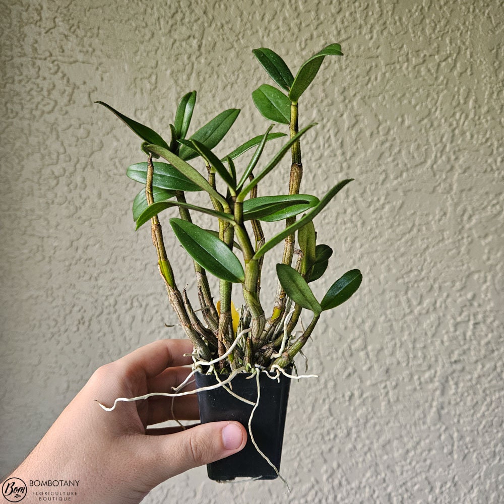 Fragrant Species Dendrobium lowii