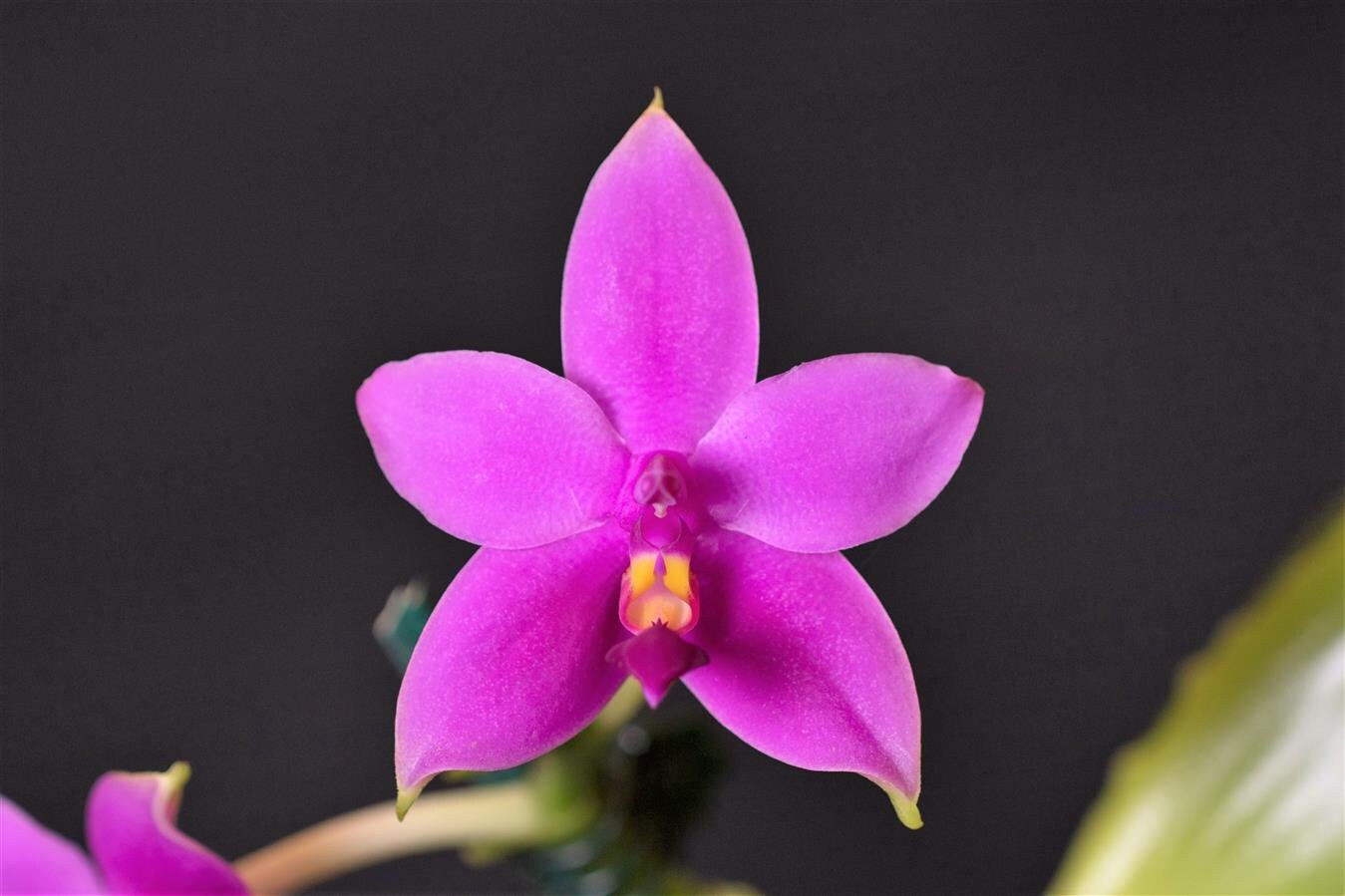 Fragrant Species Phalaenopsis violacea indigo IN SPIKE