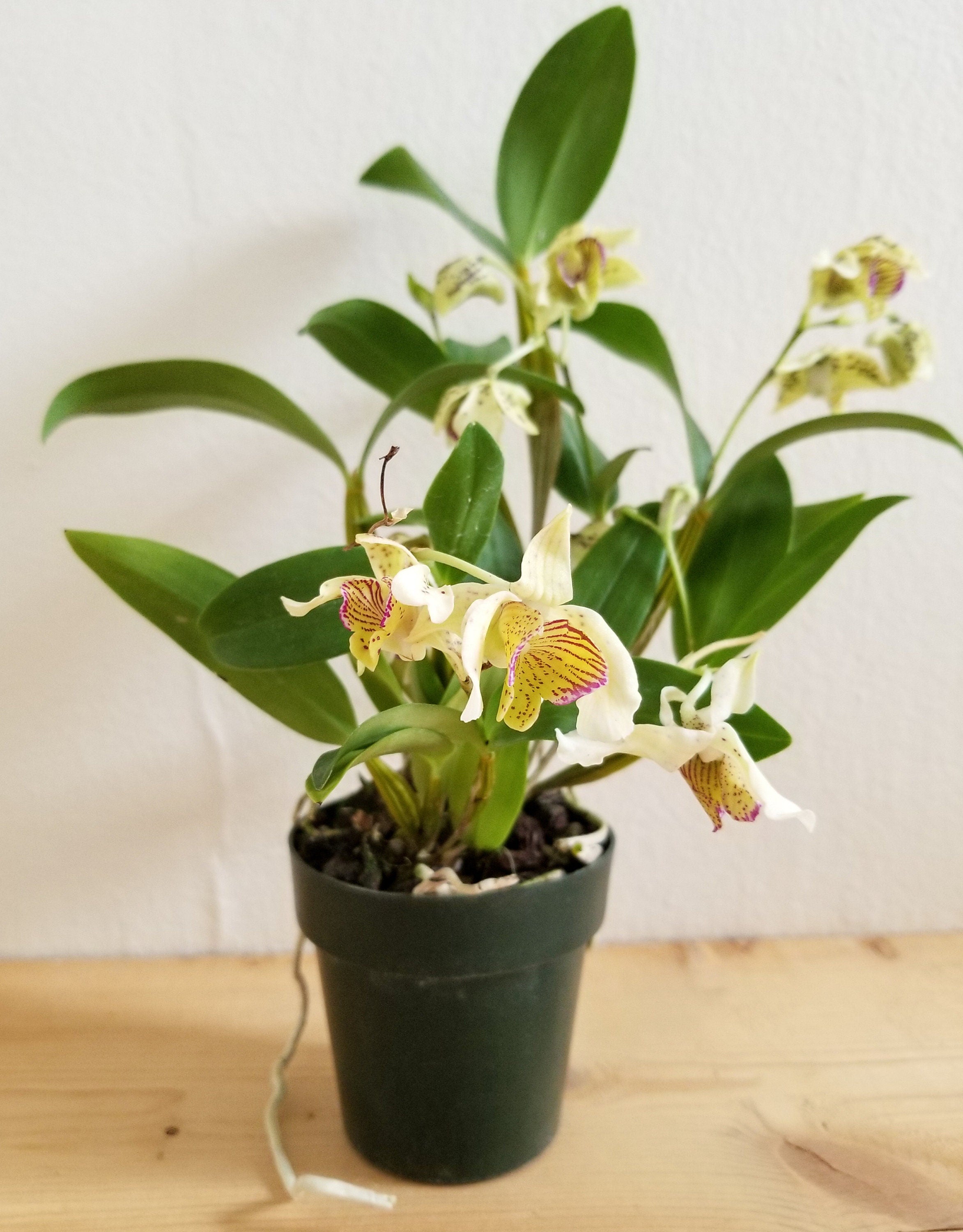 Fragrant Dendrobium Chocolate Chip