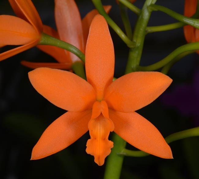 Cattleya Caribbean x Trick or Treat