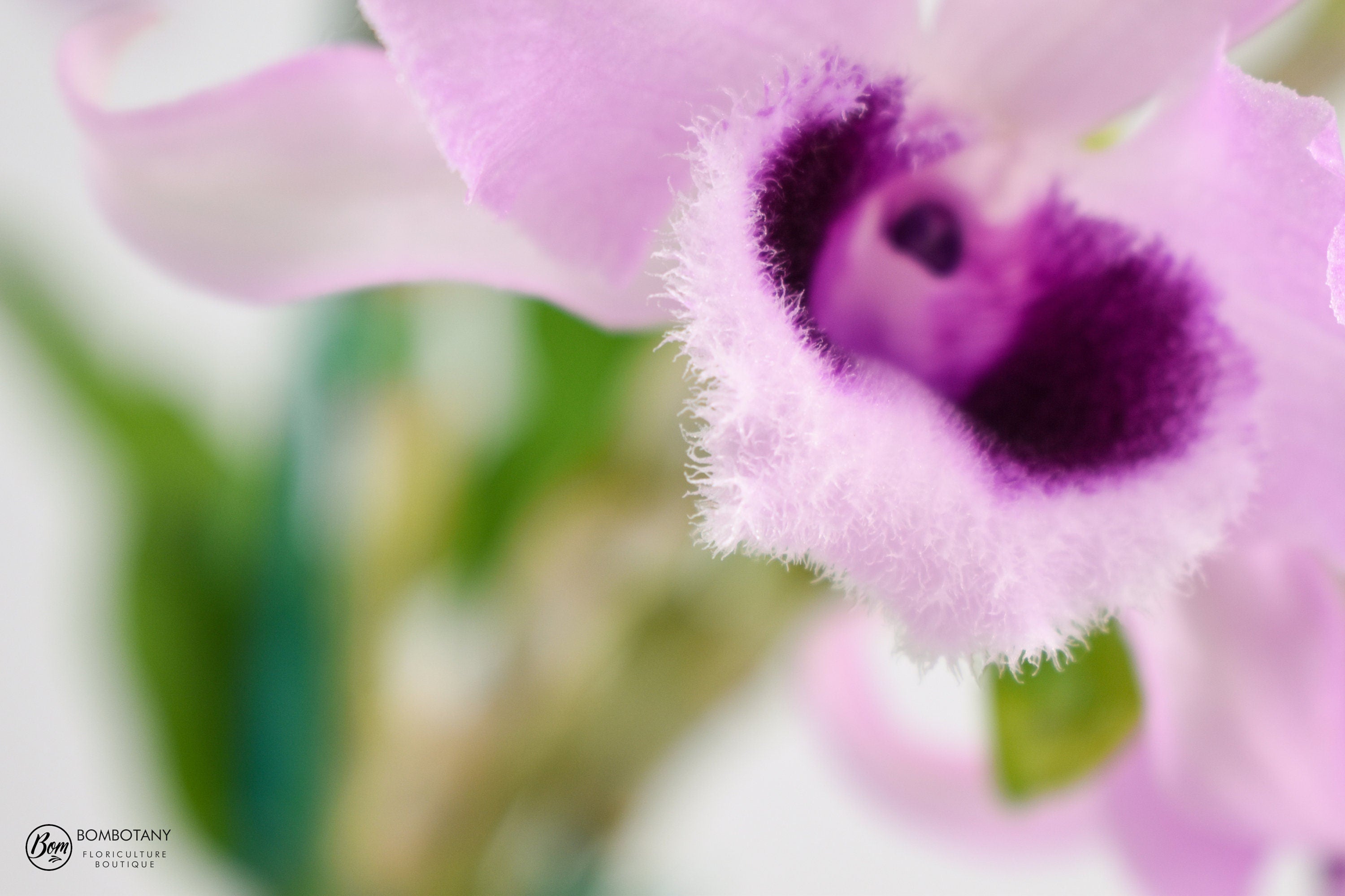 Fragrant Dendrobium anosmum