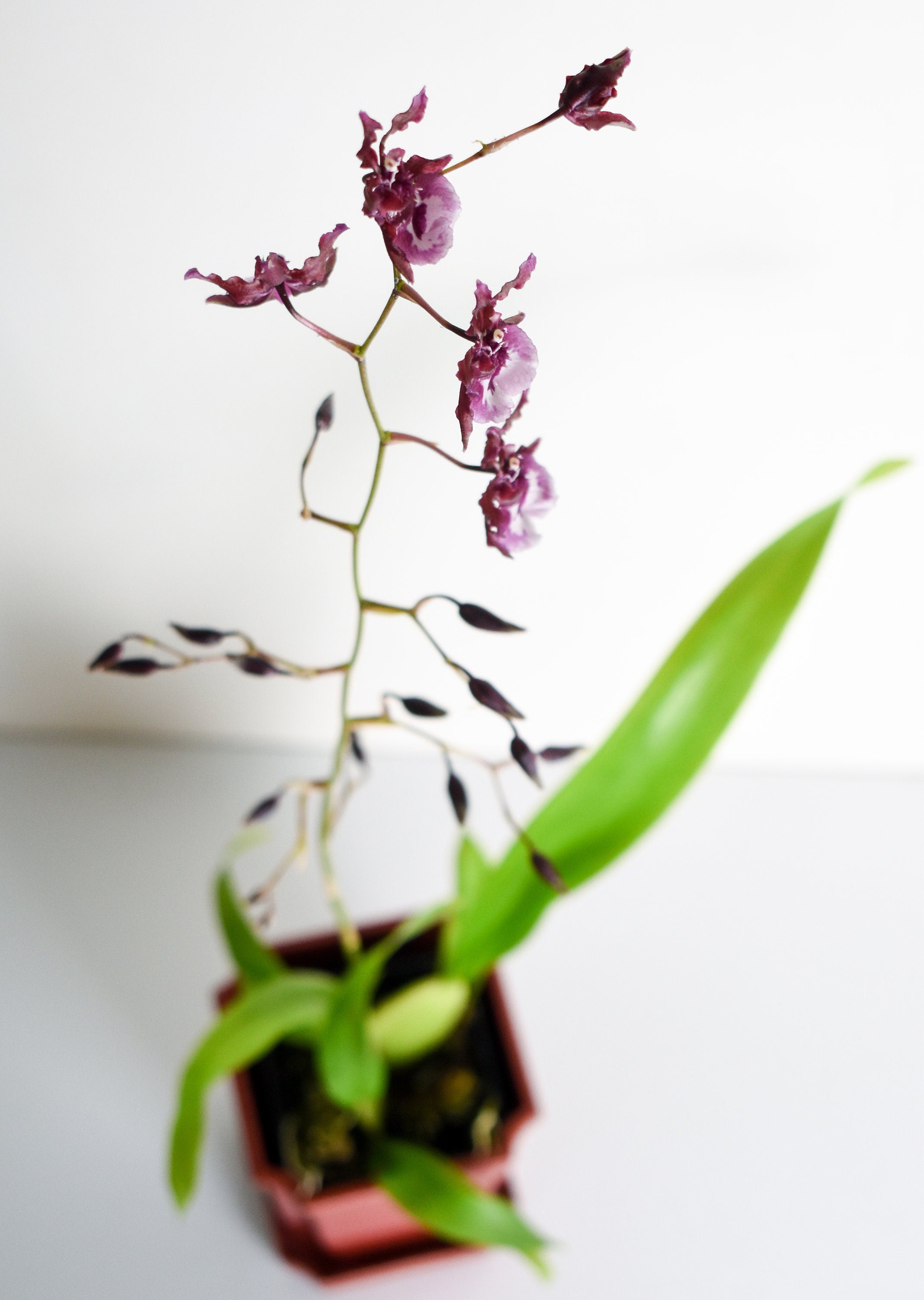 Chocolate Fragrant Oncidium Heaven Scent 'Sweet Baby' IN SPIKE