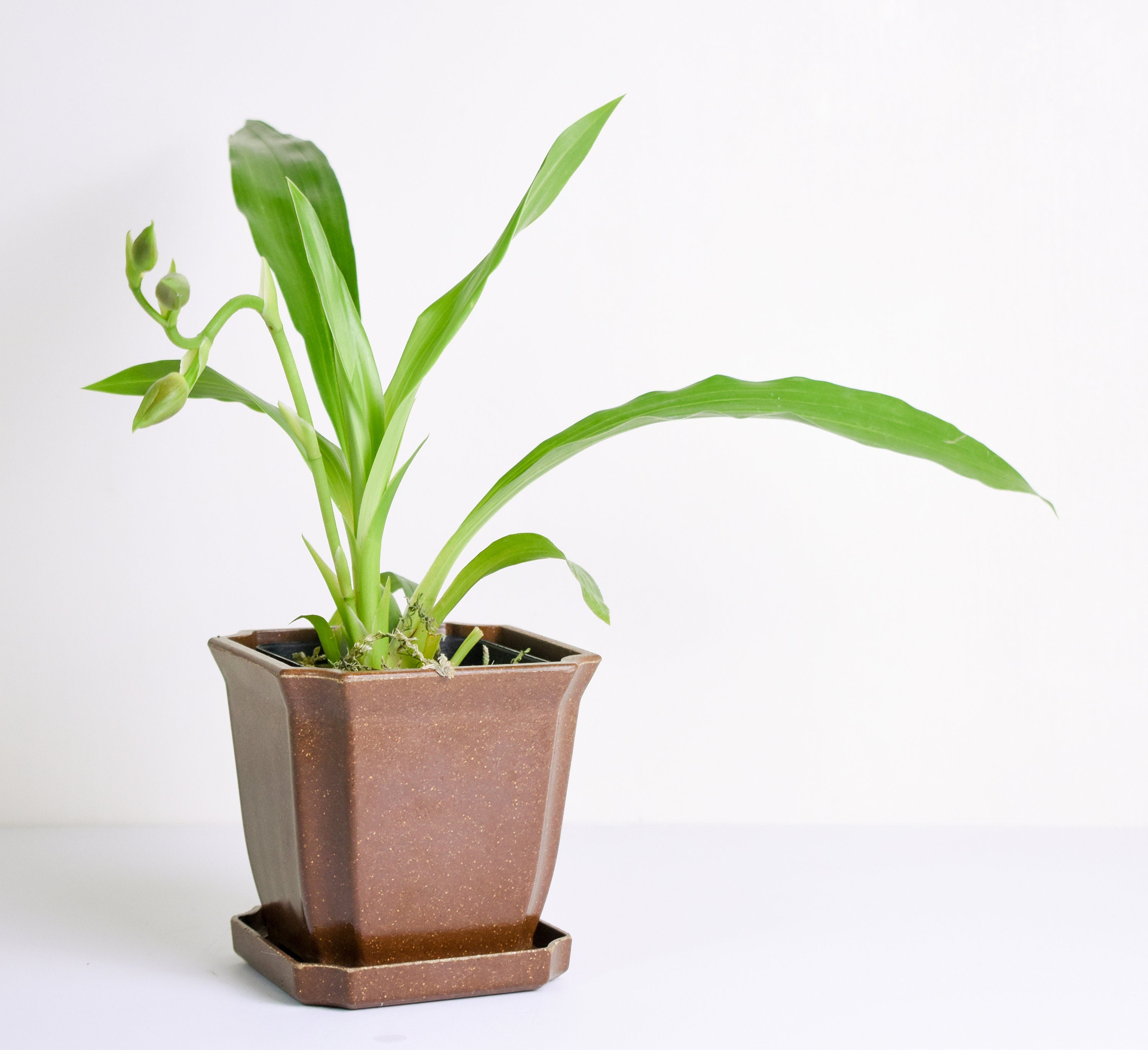 Fragrant Zygopetalum Louisendorf Rhein Moonlight IN SPIKE