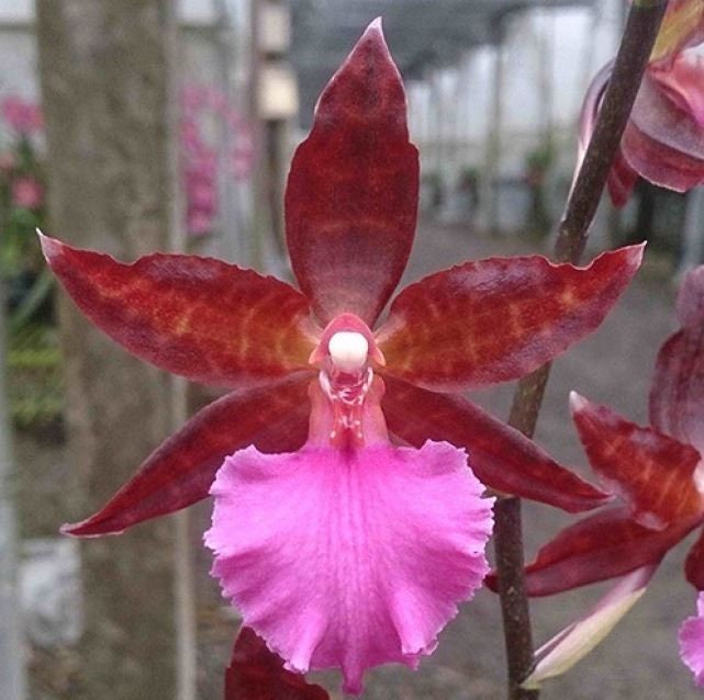 Colmanara Massai 'Pink'