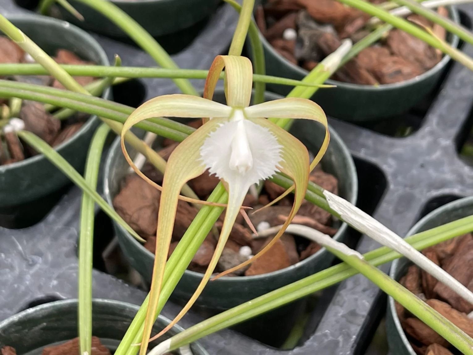 Fragrant Brassavola cucullata