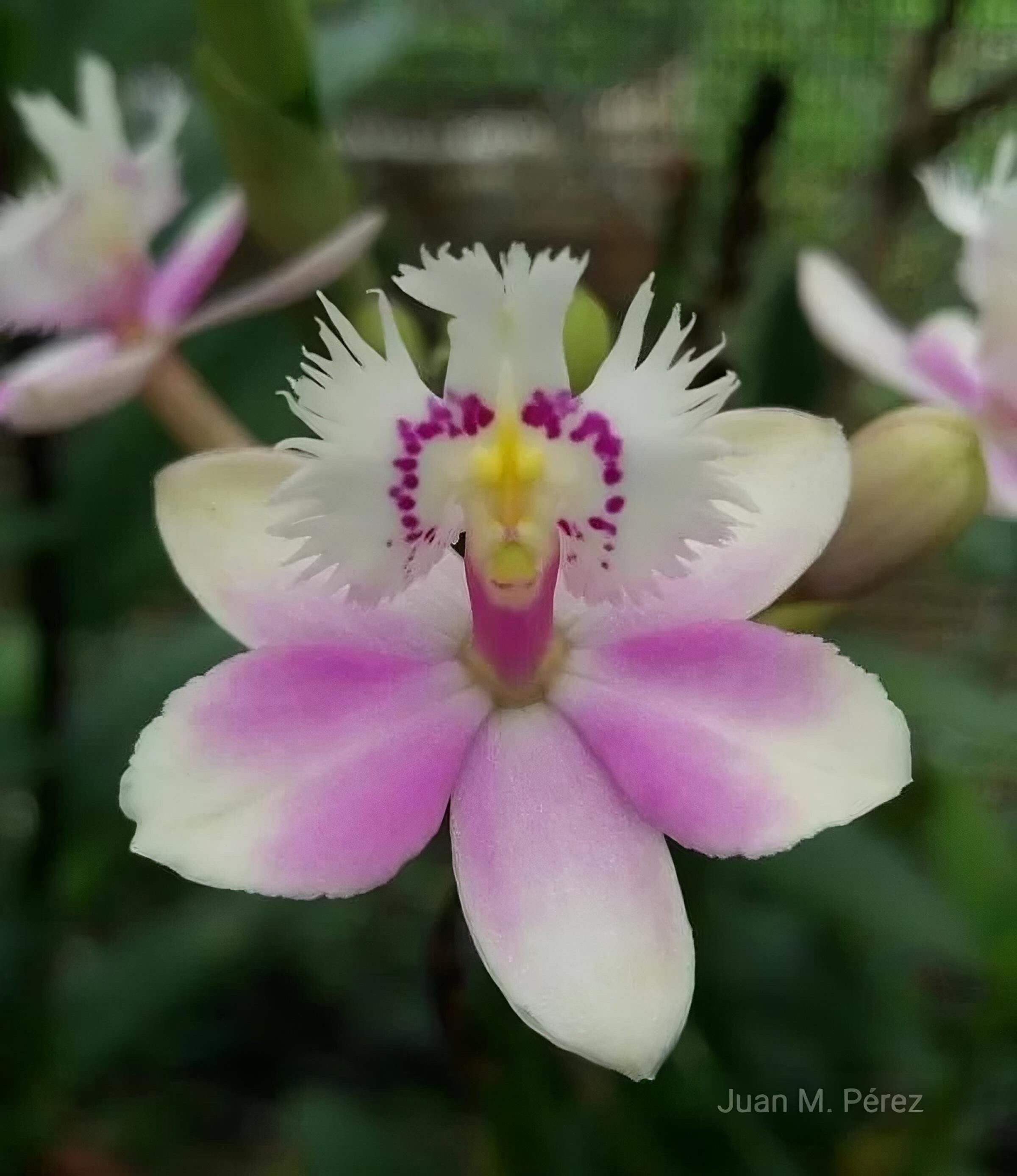 Epidendrum Pacific Charisma