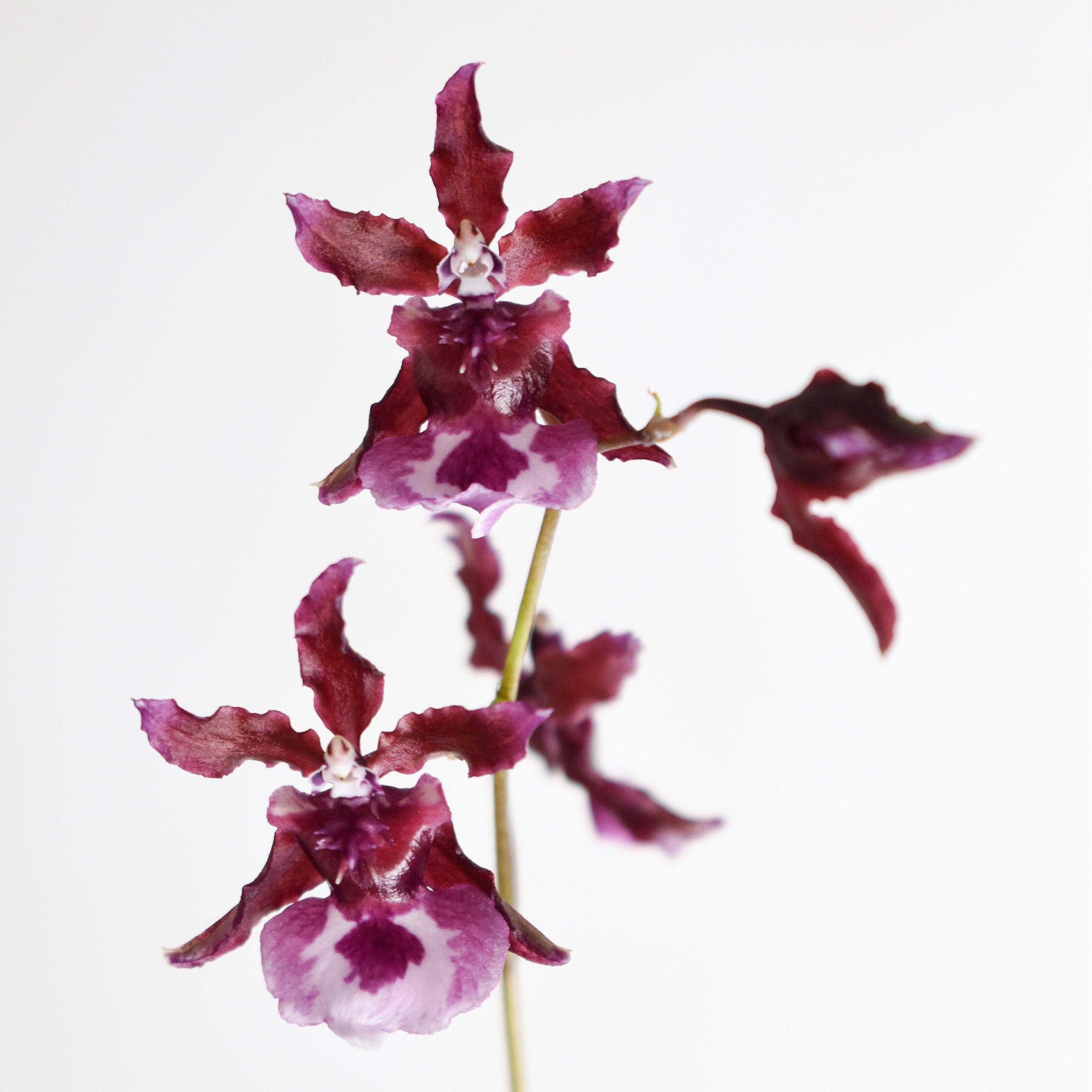 Chocolate Fragrant Oncidium Heaven Scent 'Sweet Baby' IN SPIKE