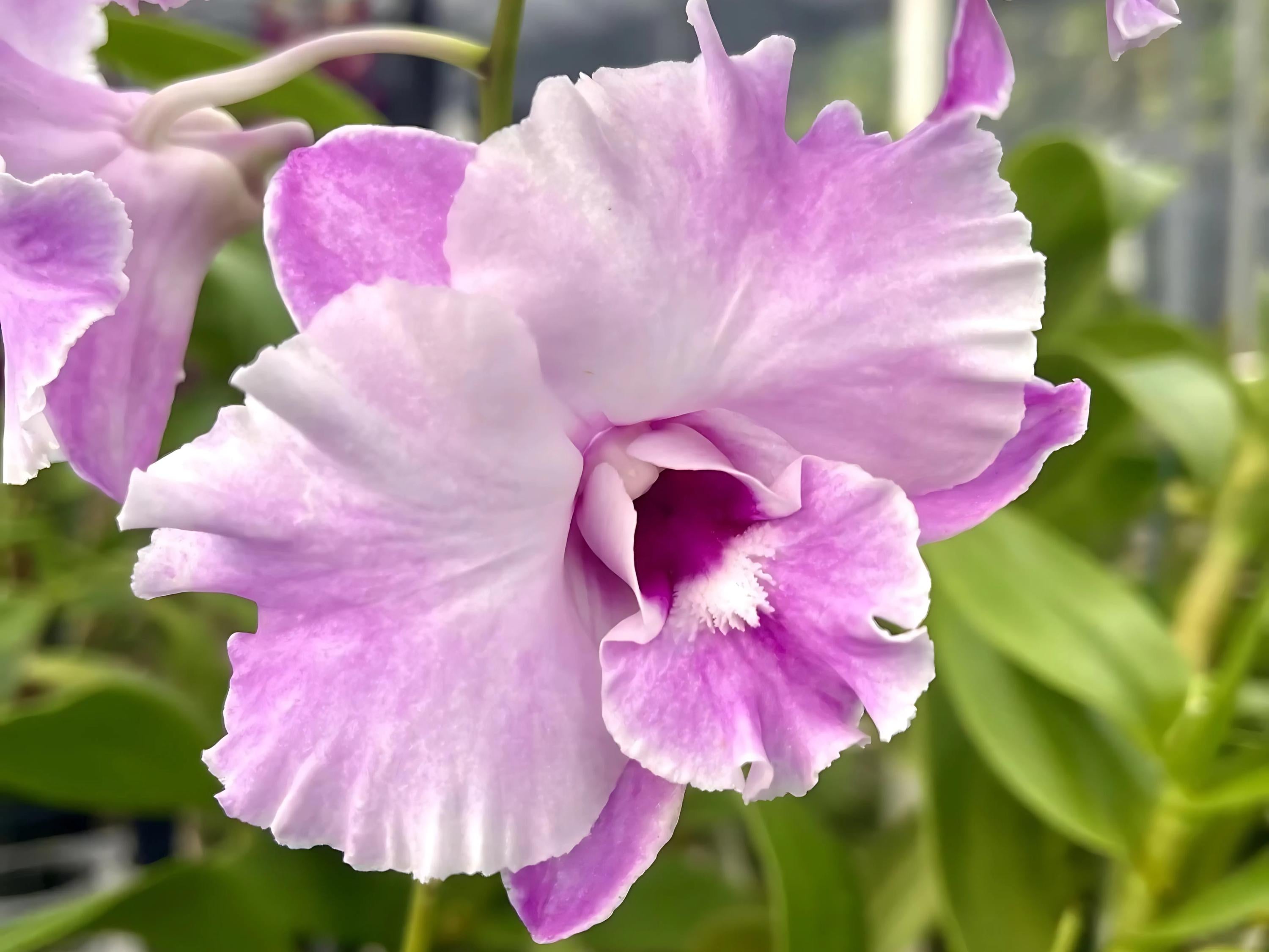 Ruffled Flower Dendrobium Tuesday Delight IN SPIKE