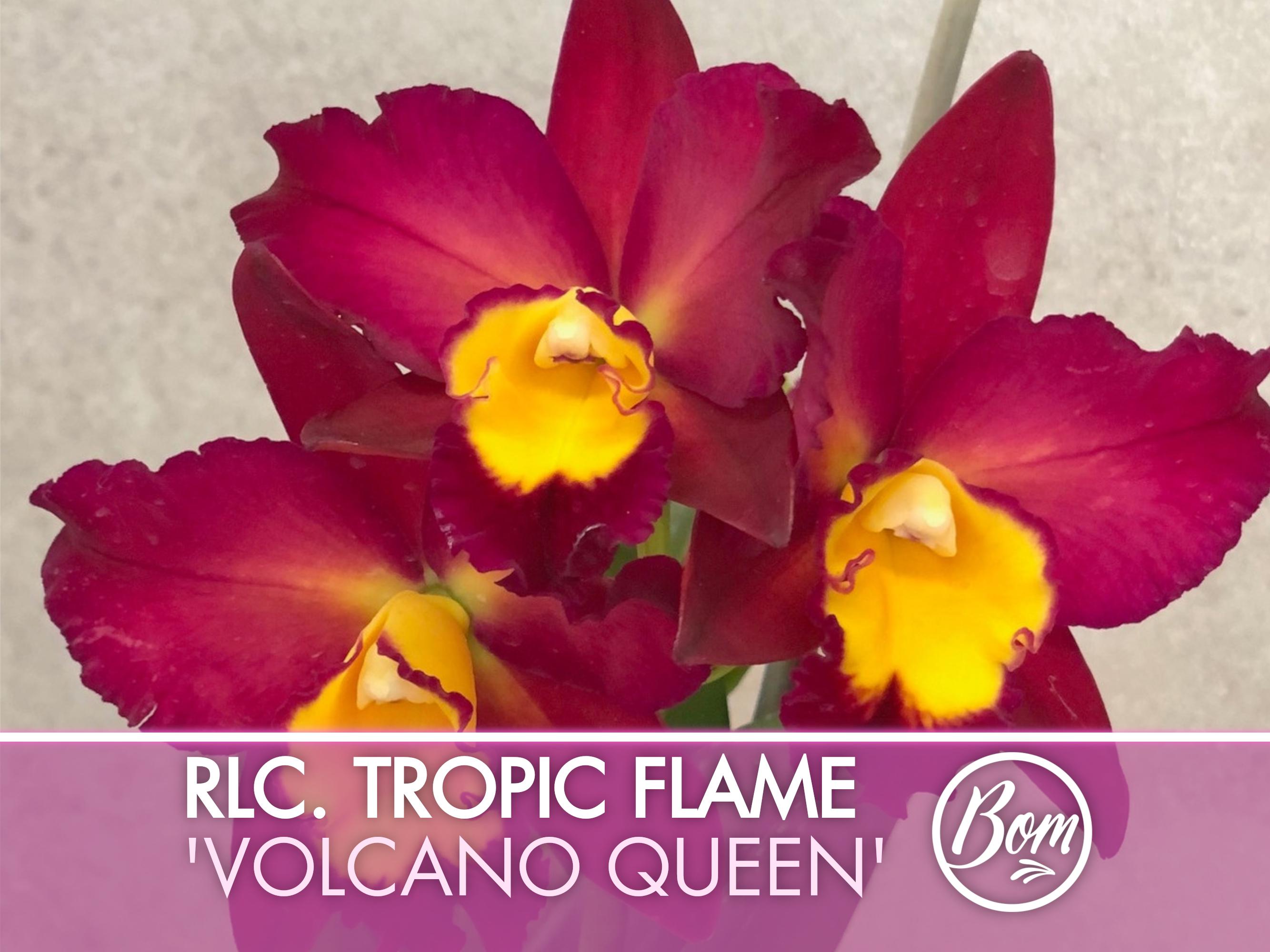 Starter Rhyncholaeliocattleya Tropic Flame 'Volcano Queen'