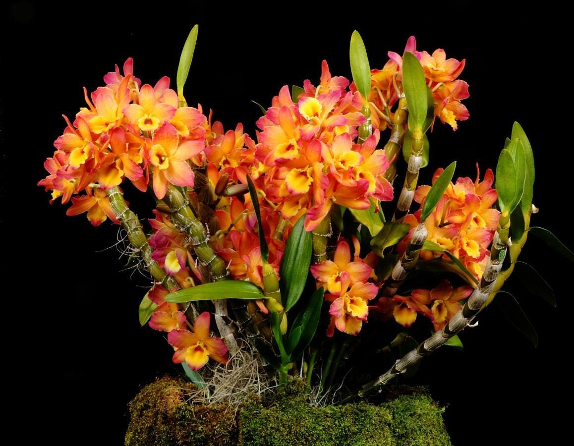 Fragrant Dendrobium Oriental Smile 'Butterfly'