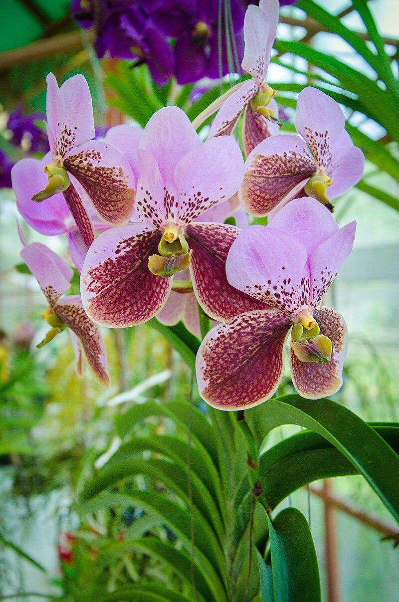 Waling-waling Species Vanda sanderiana