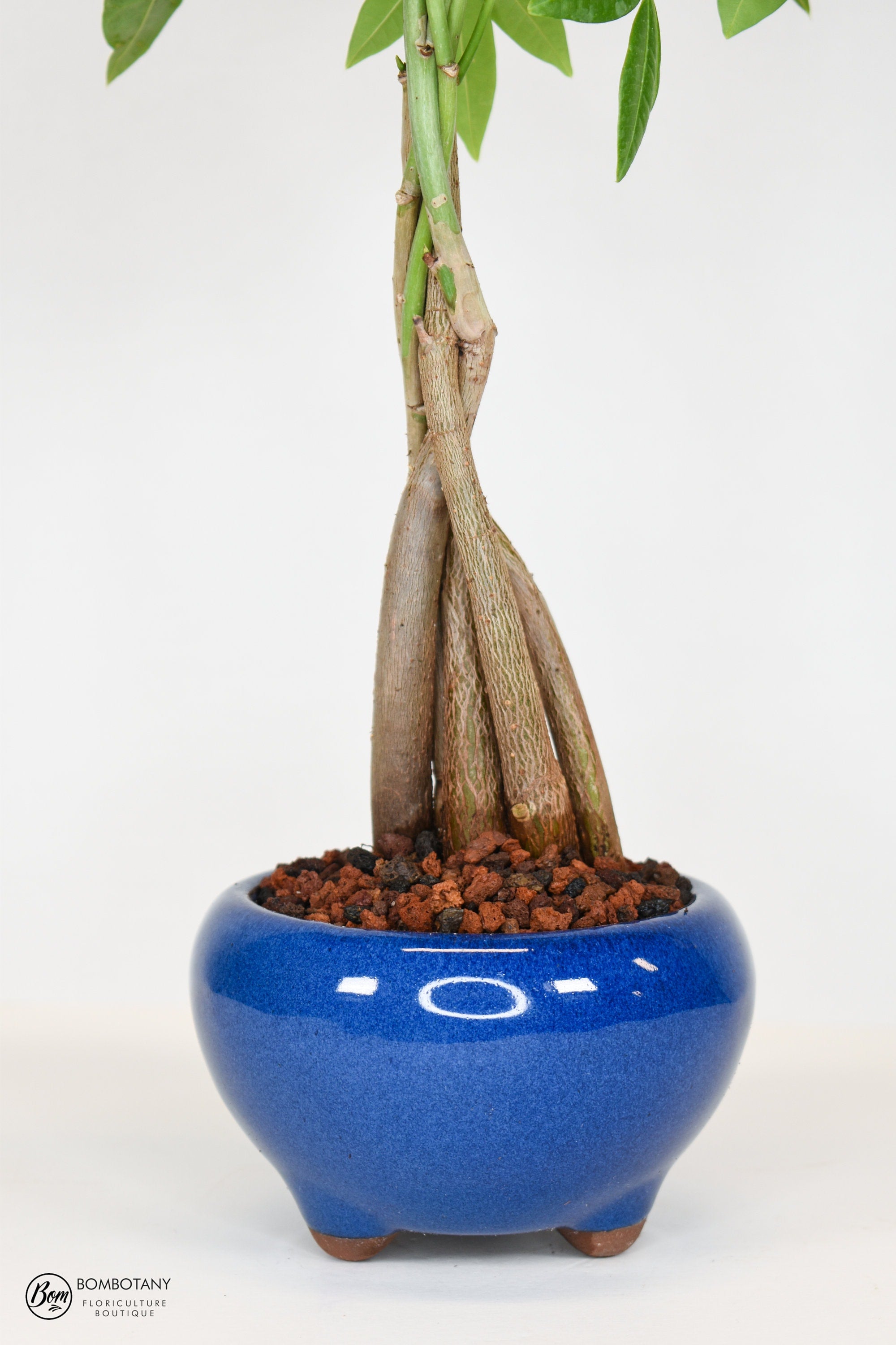 Money Tree Bonsai (Pachira Aquatica) in 5" Glazed Ceramic