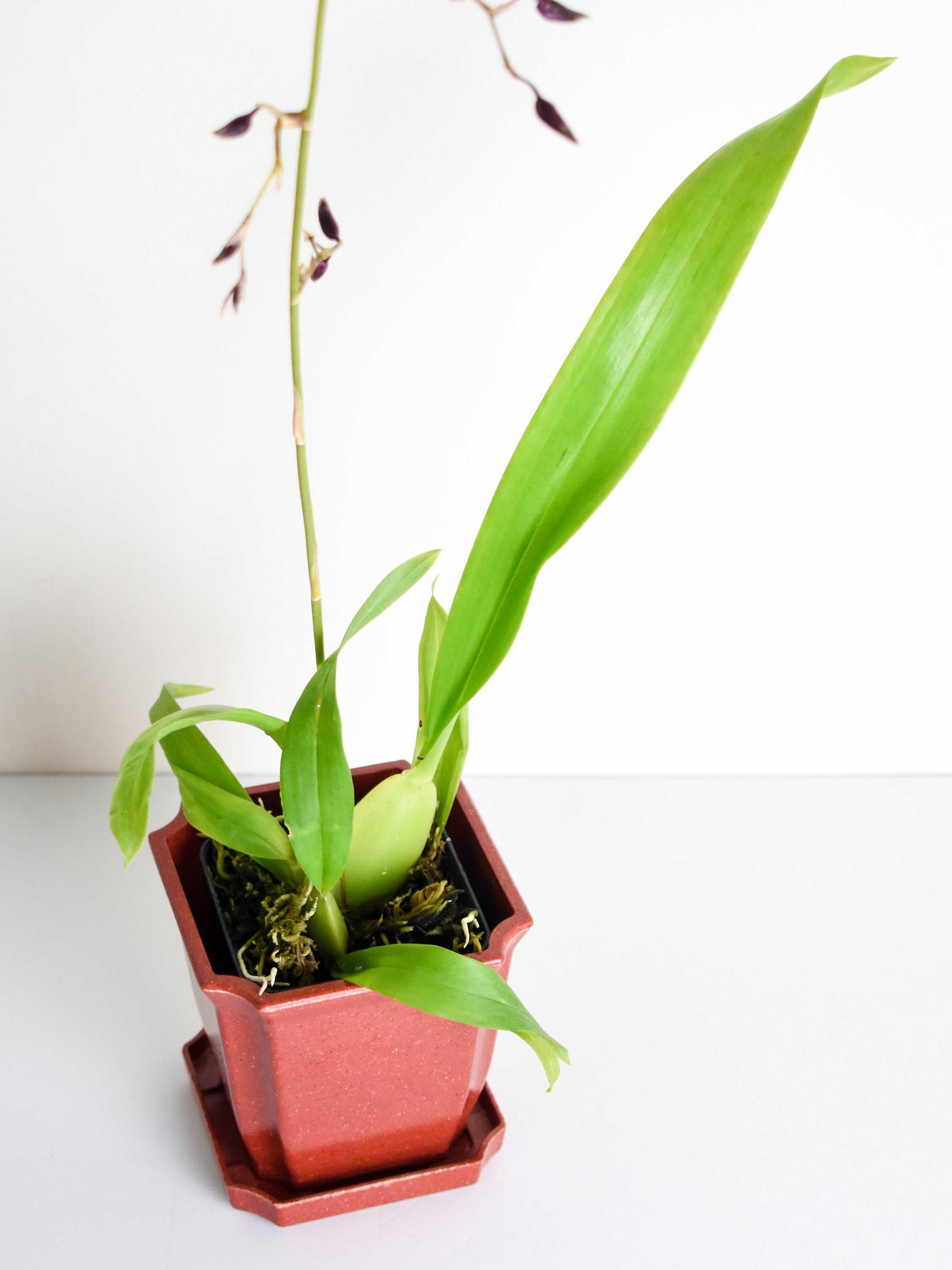 Chocolate Fragrant Oncidium Heaven Scent 'Sweet Baby' IN SPIKE