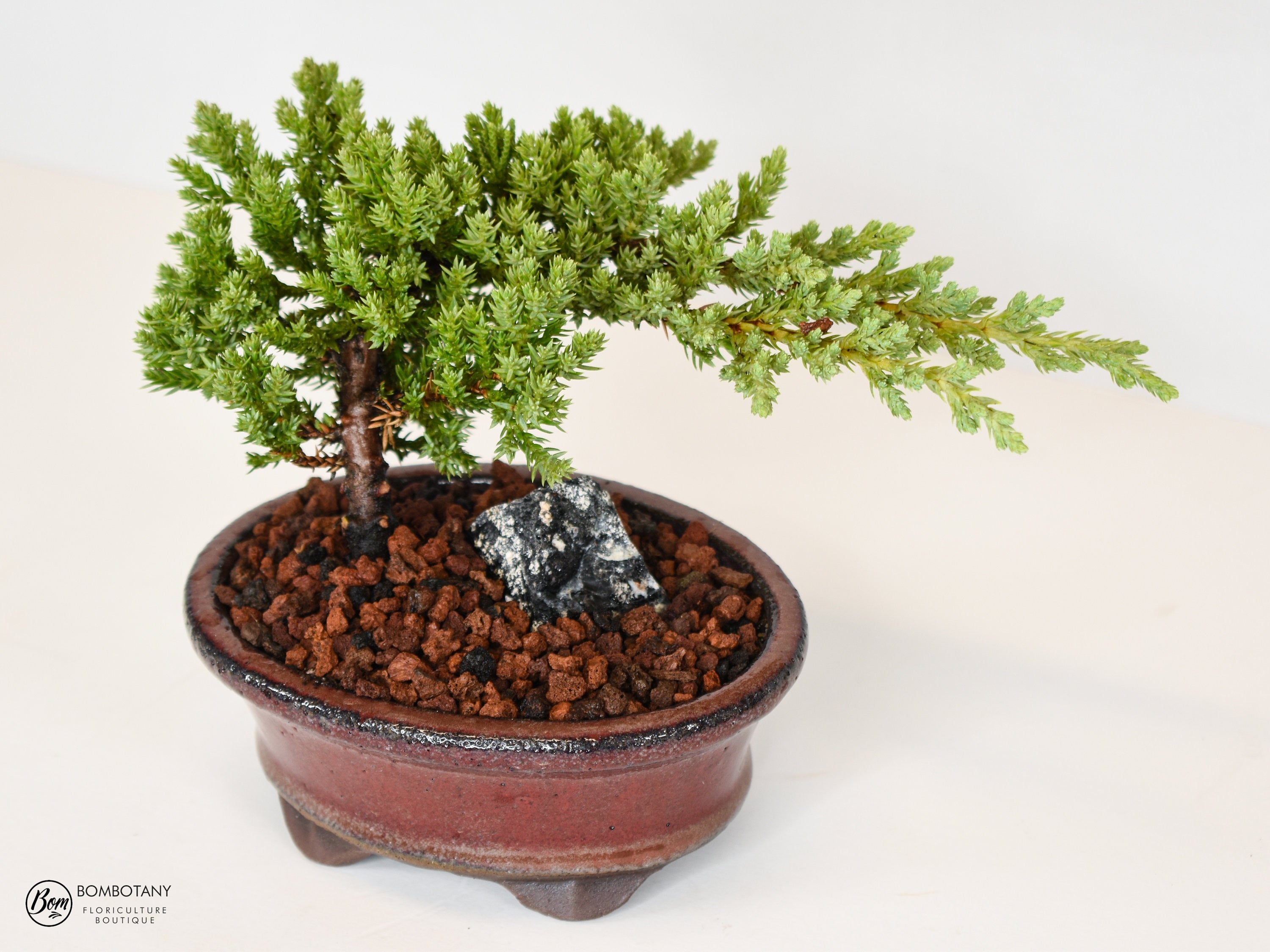 Juniper Procumbens 'Nana' Bonsai Tree in Traditional Ceramic - 3-4 Years Old