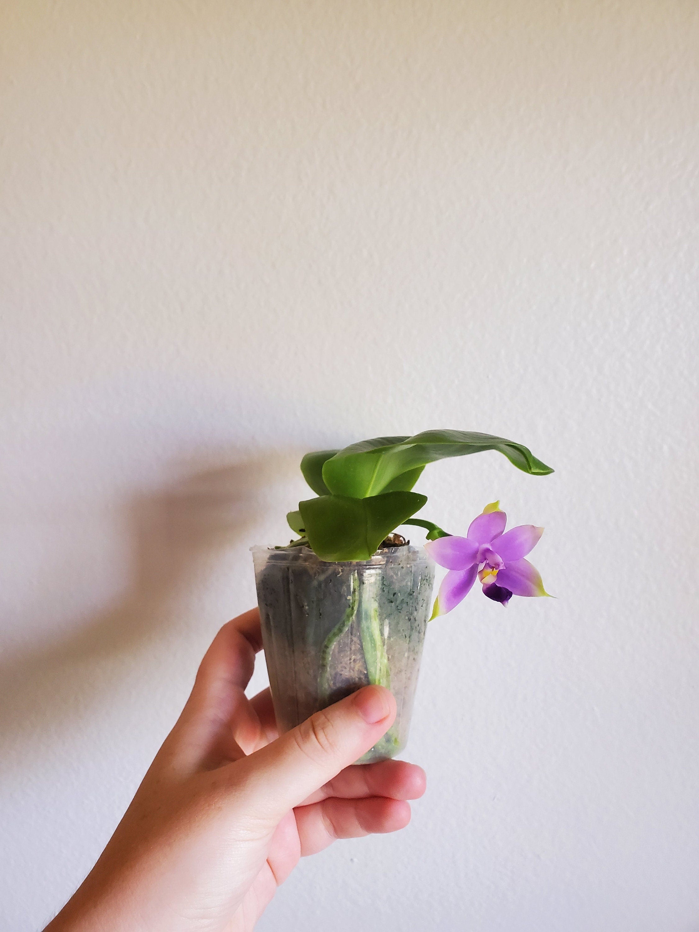 Fragrant Species Phalaenopsis violacea indigo IN SPIKE