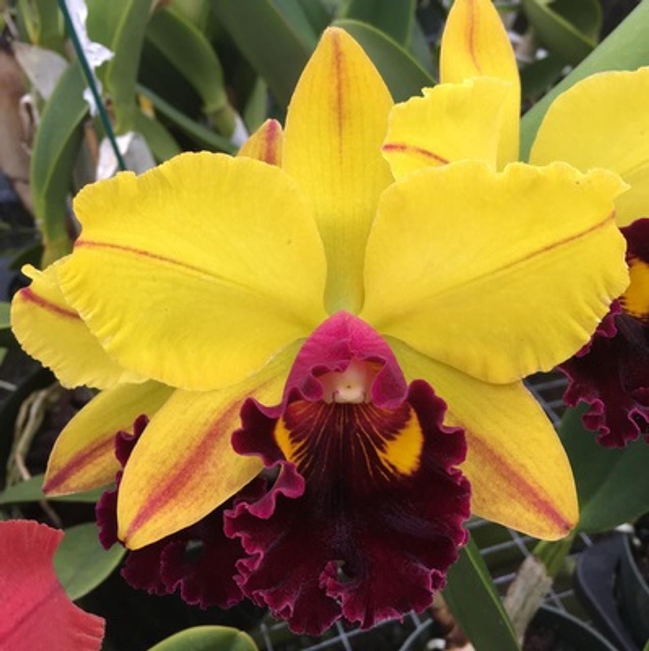 Rlc. Volcano Showy 'Volcano Queen'