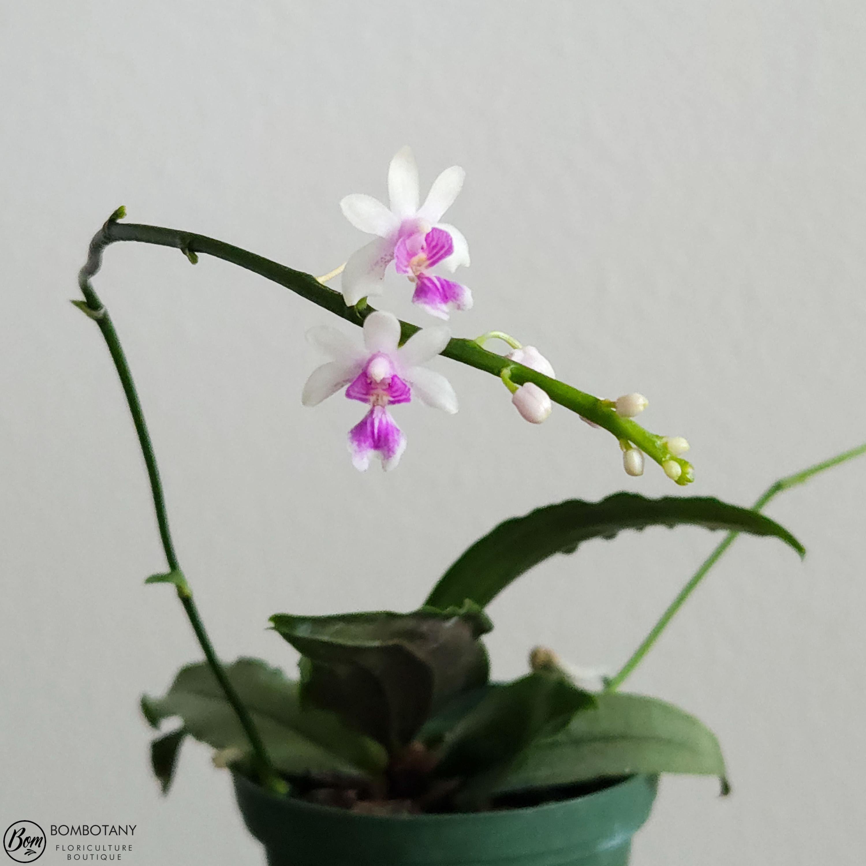 Phalaenopsis deliciosa AKA Kingidium deliciosum