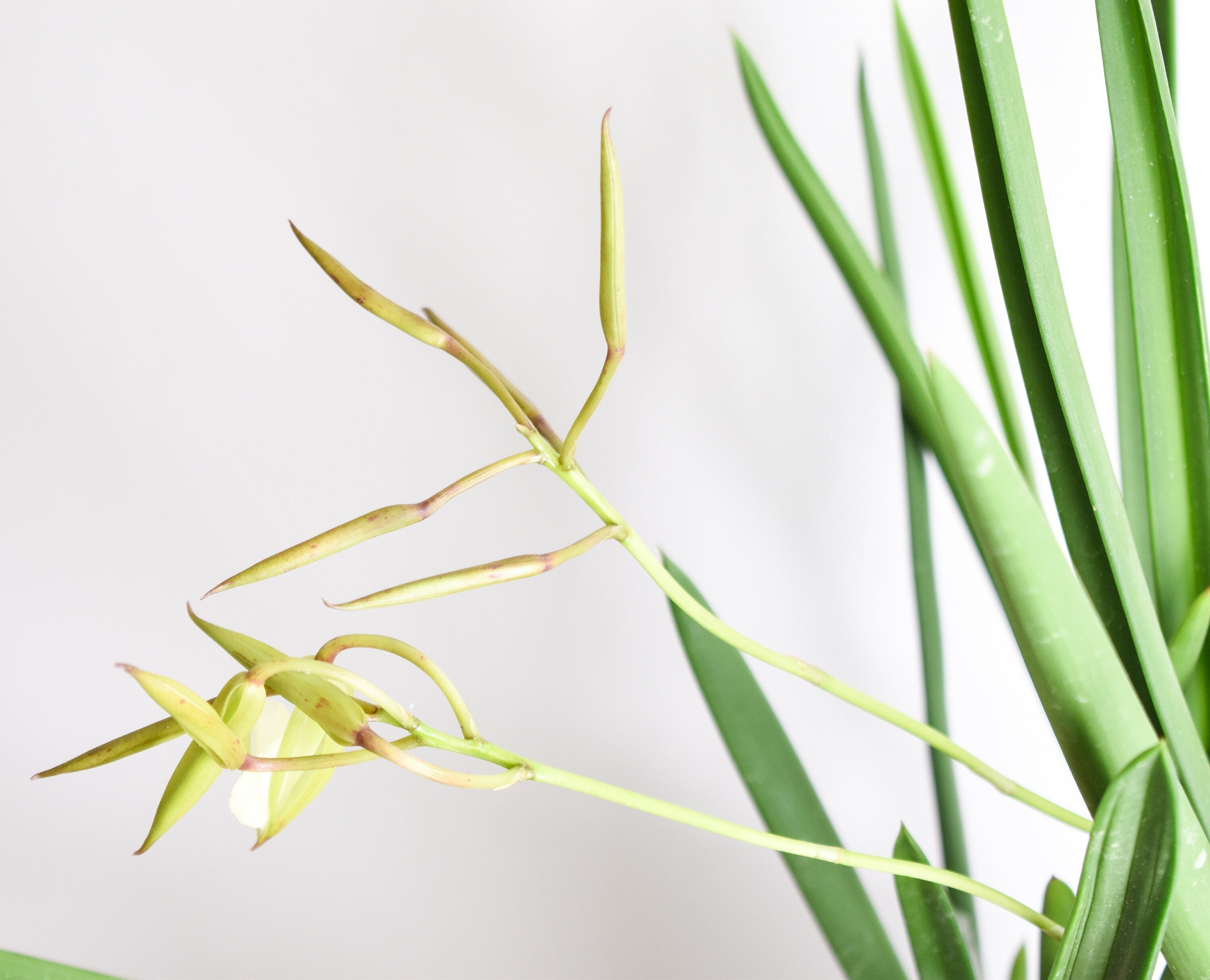 Fragrant Brassavola Little Stars IN SPIKE