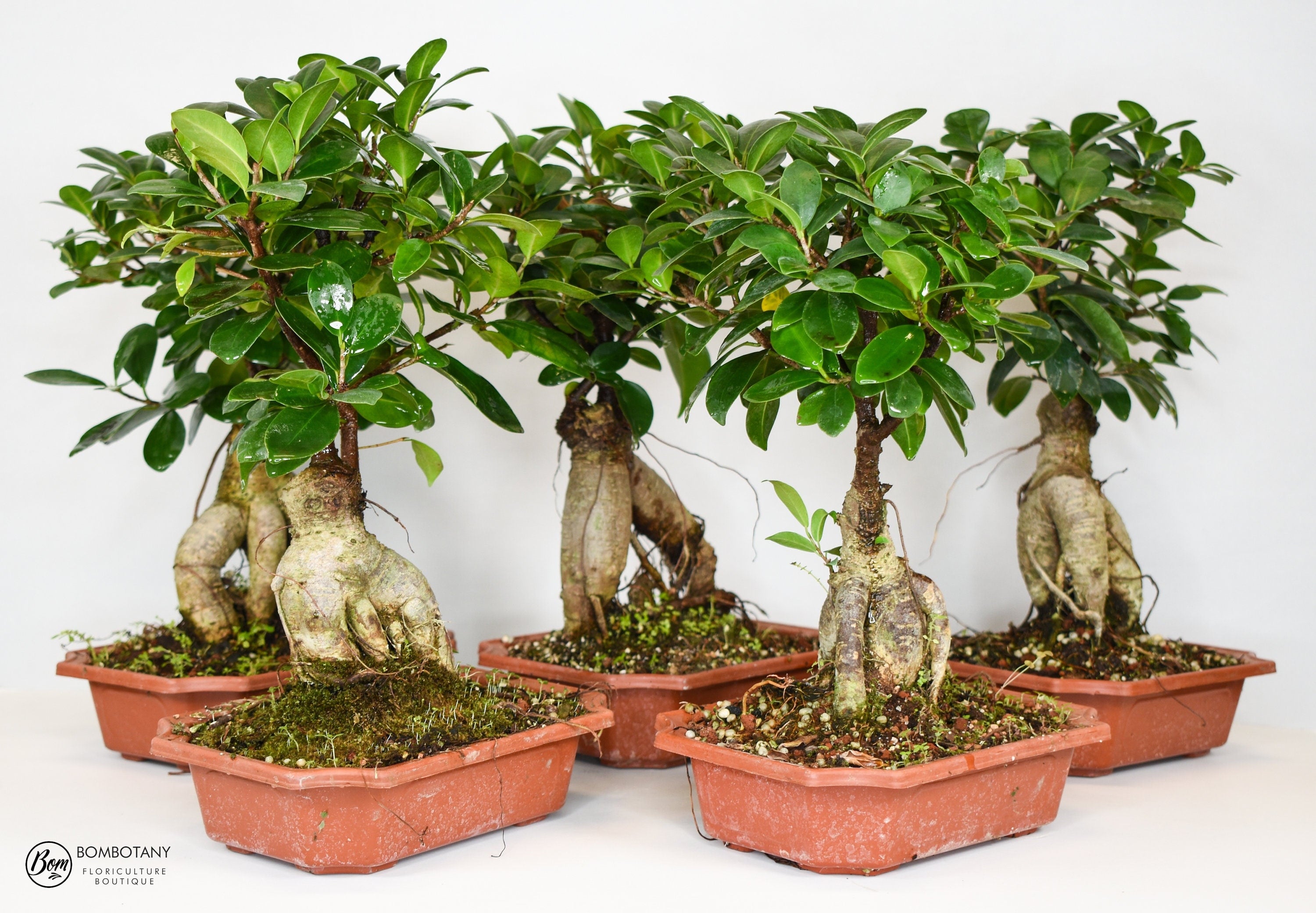 XL Ginseng Ficus Bonsai Plant in 7" Traditional Pot