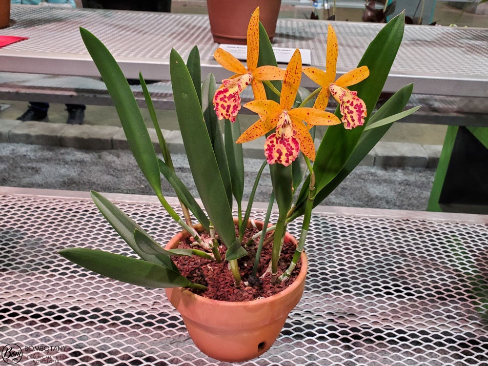 Brassocattleya Rustic Spots