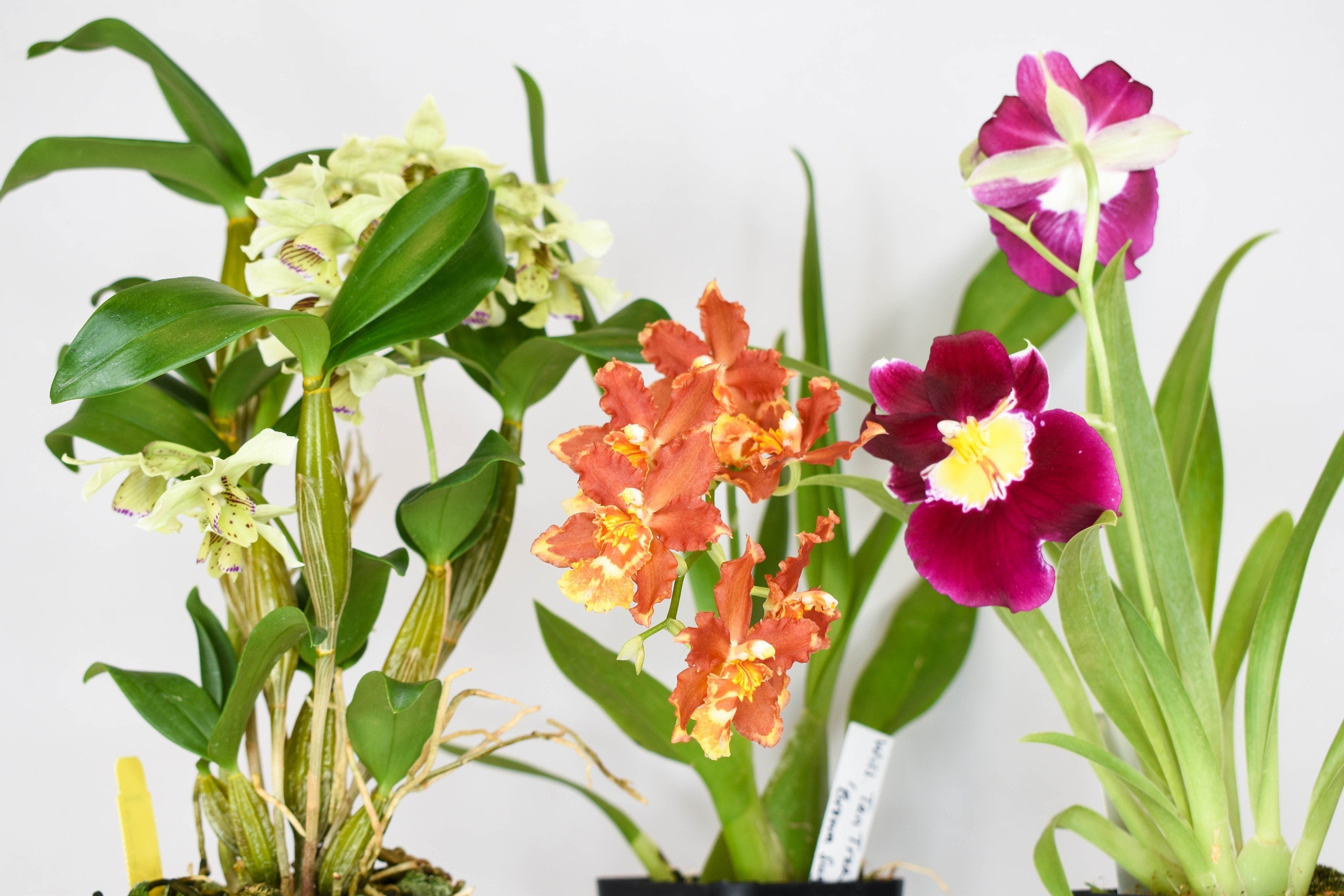 Customizable Orchids Bundle Box