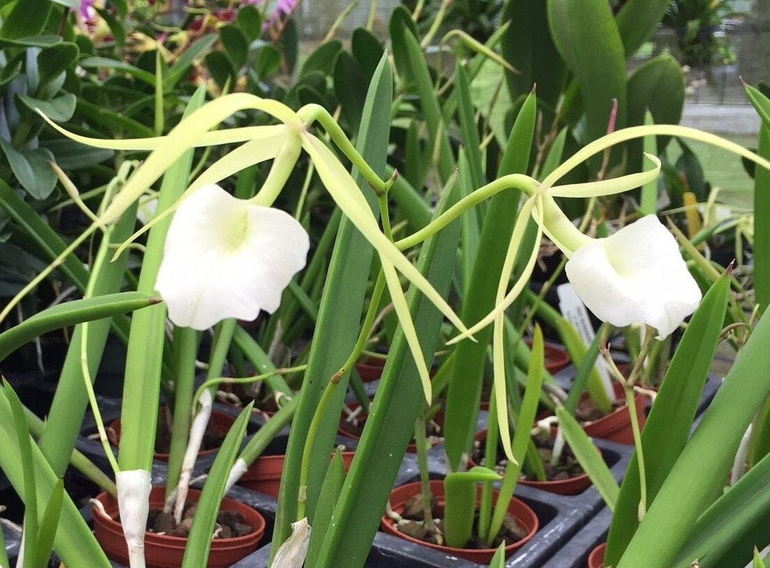 Fragrant Brassavola Little Stars IN SPIKE