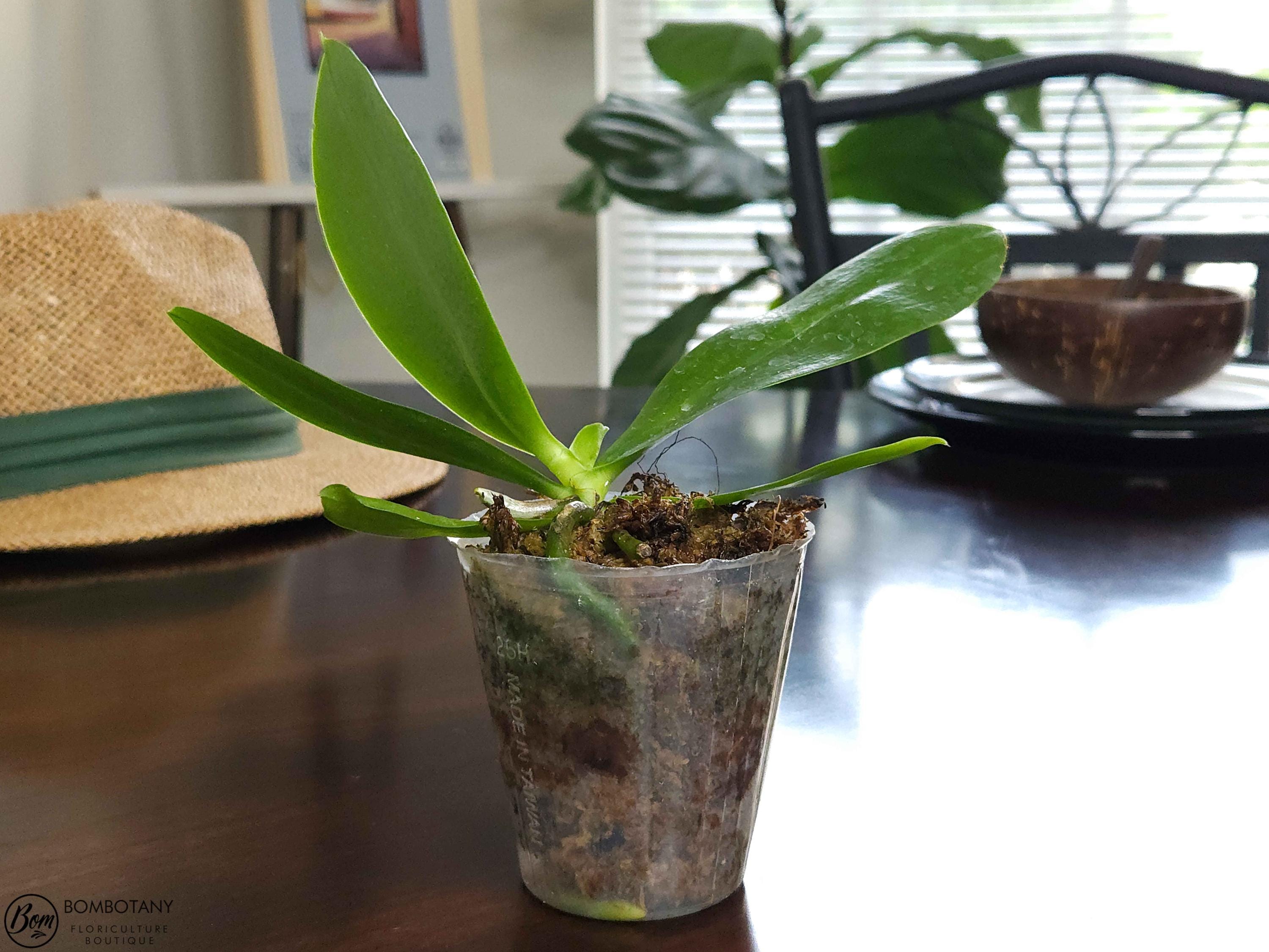 Fragrant Species Phalaenopsis amboinensis 'Nicole'