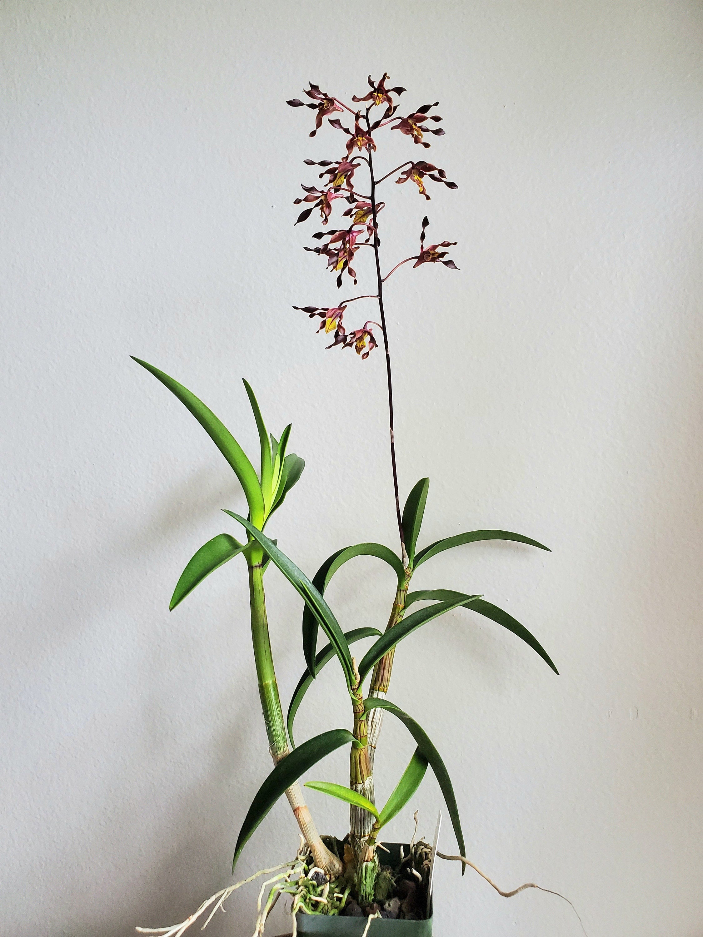 Antelope Type Dendrobium Tiny Twister IN SPIKE