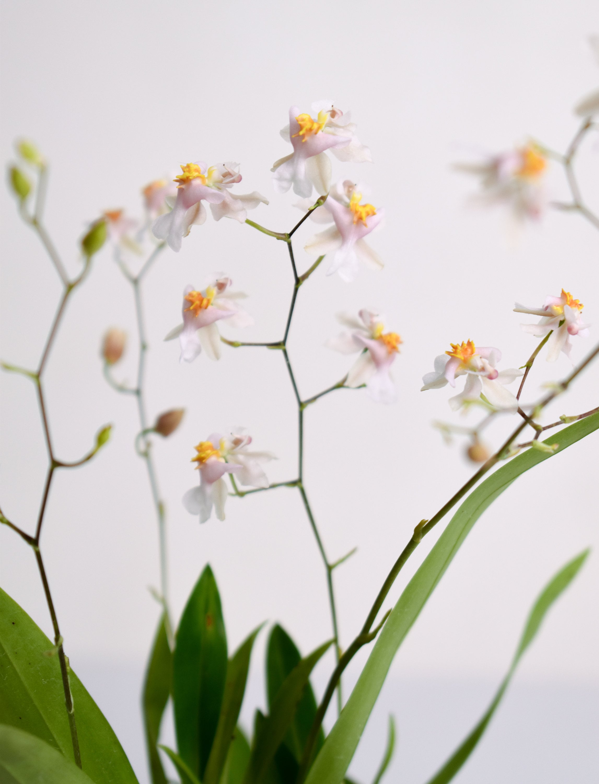 Fragrant Oncidium Tsiku Marguerite