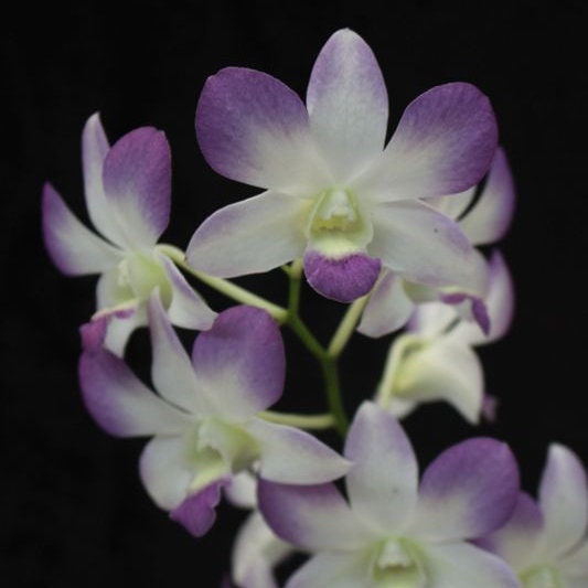 Dendrobium Aridang Blue IN SPIKE