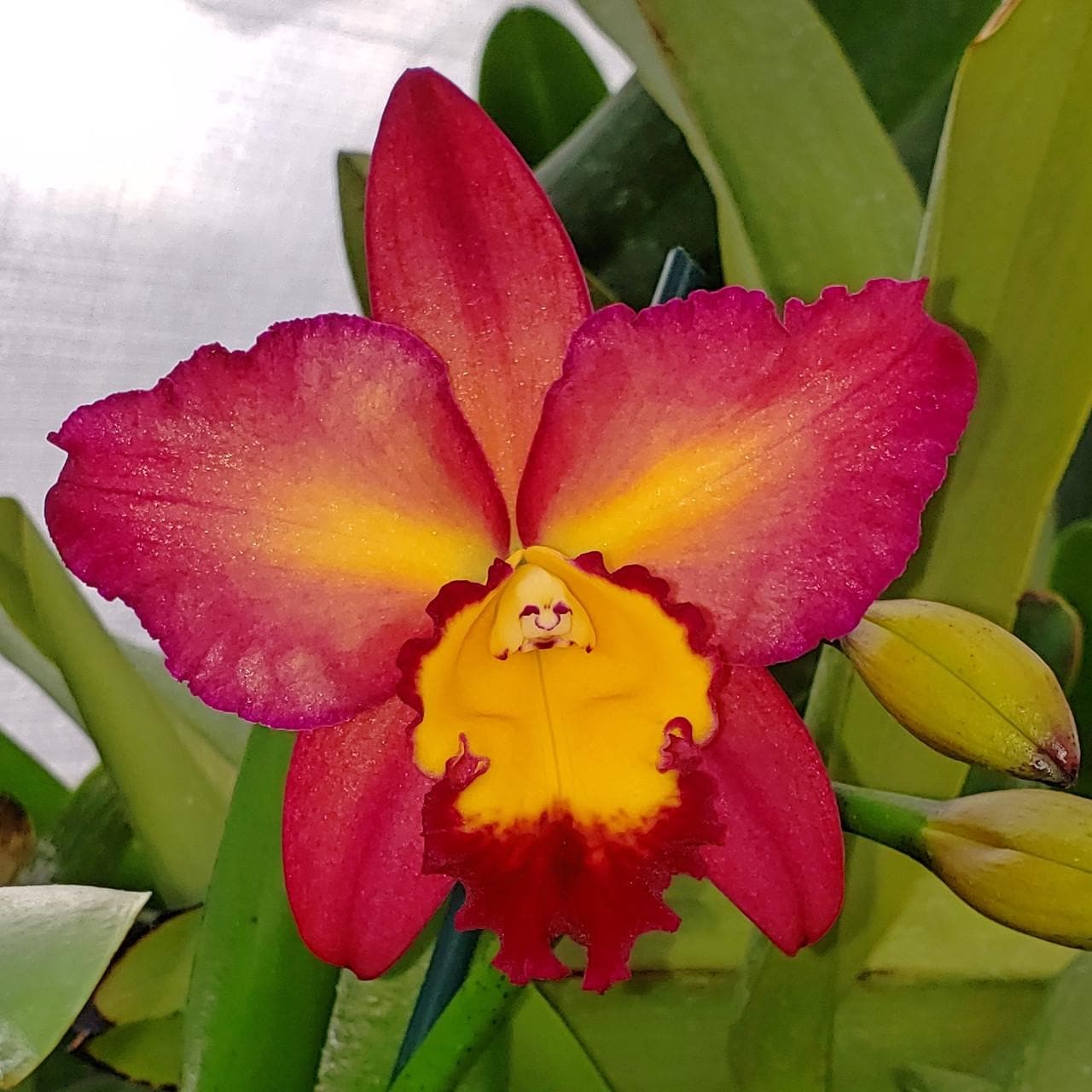 Starter Rhyncholaeliocattleya Tropic Flame 'Volcano Queen'