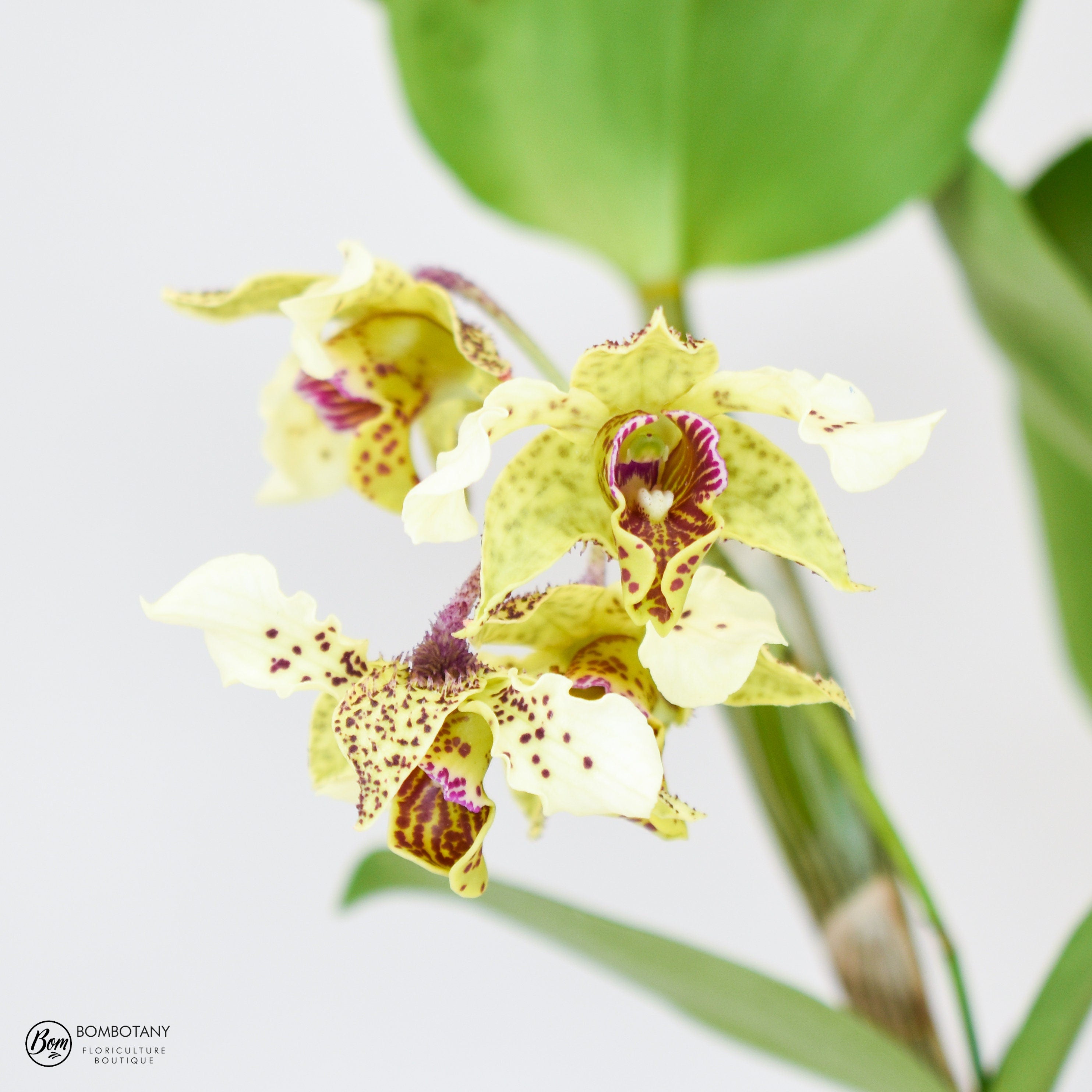 Fragrant Dendrobium Miva Abracadabra IN SPIKE