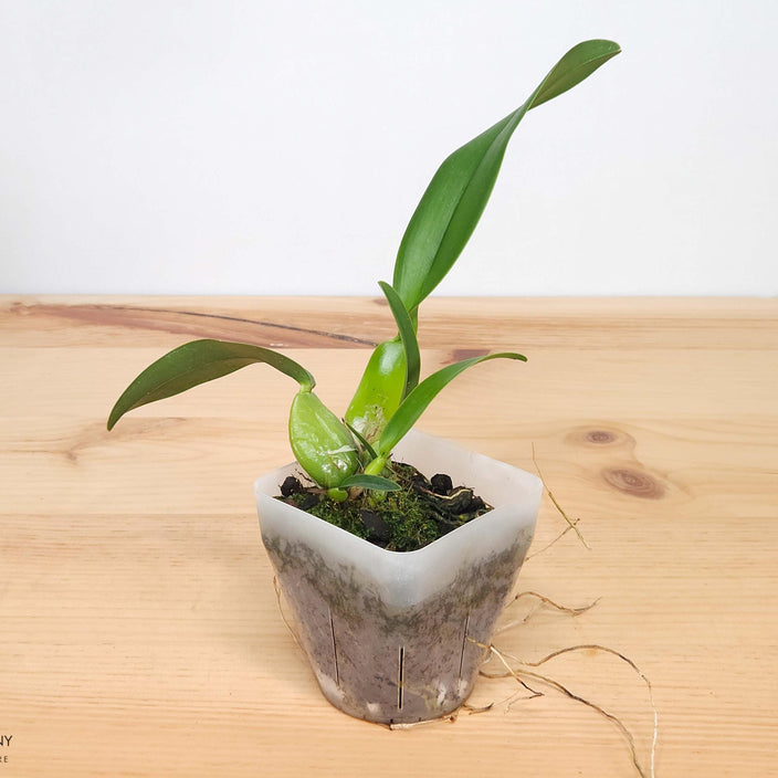 Fragrant Species Laelia rubescens