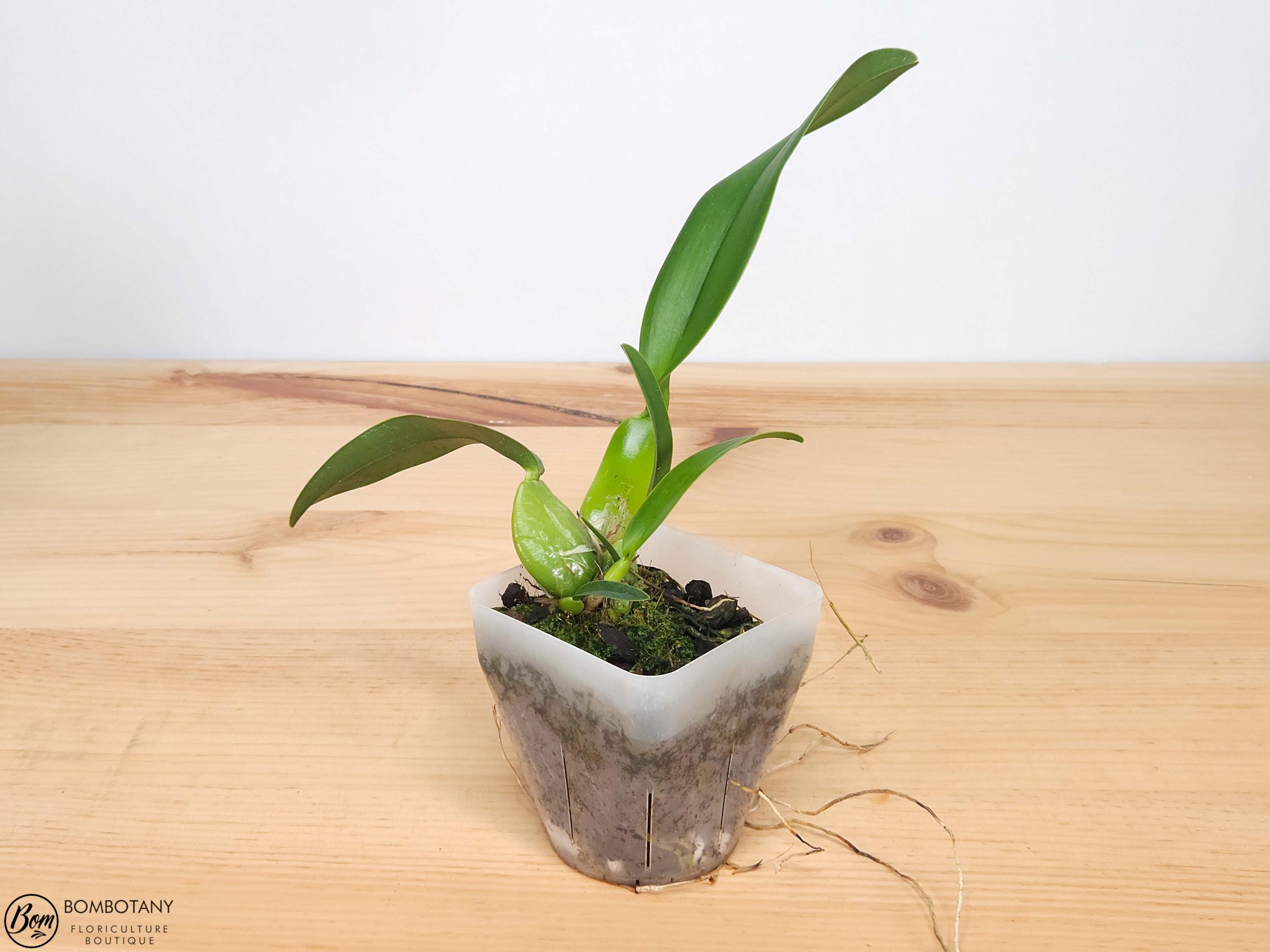 Fragrant Species Laelia rubescens