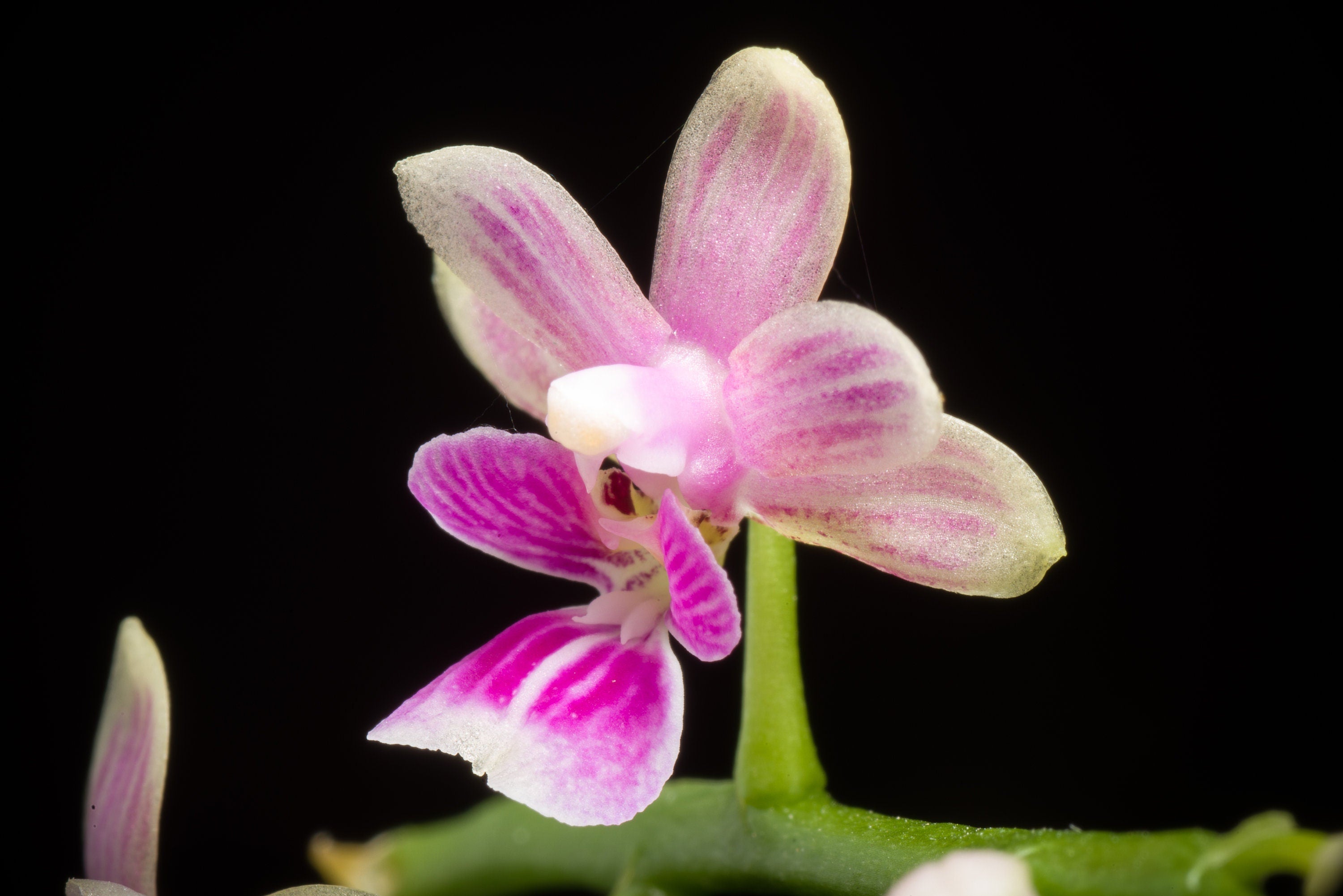 Fragrant Species P. mannii, Mann's Phalaenopsis