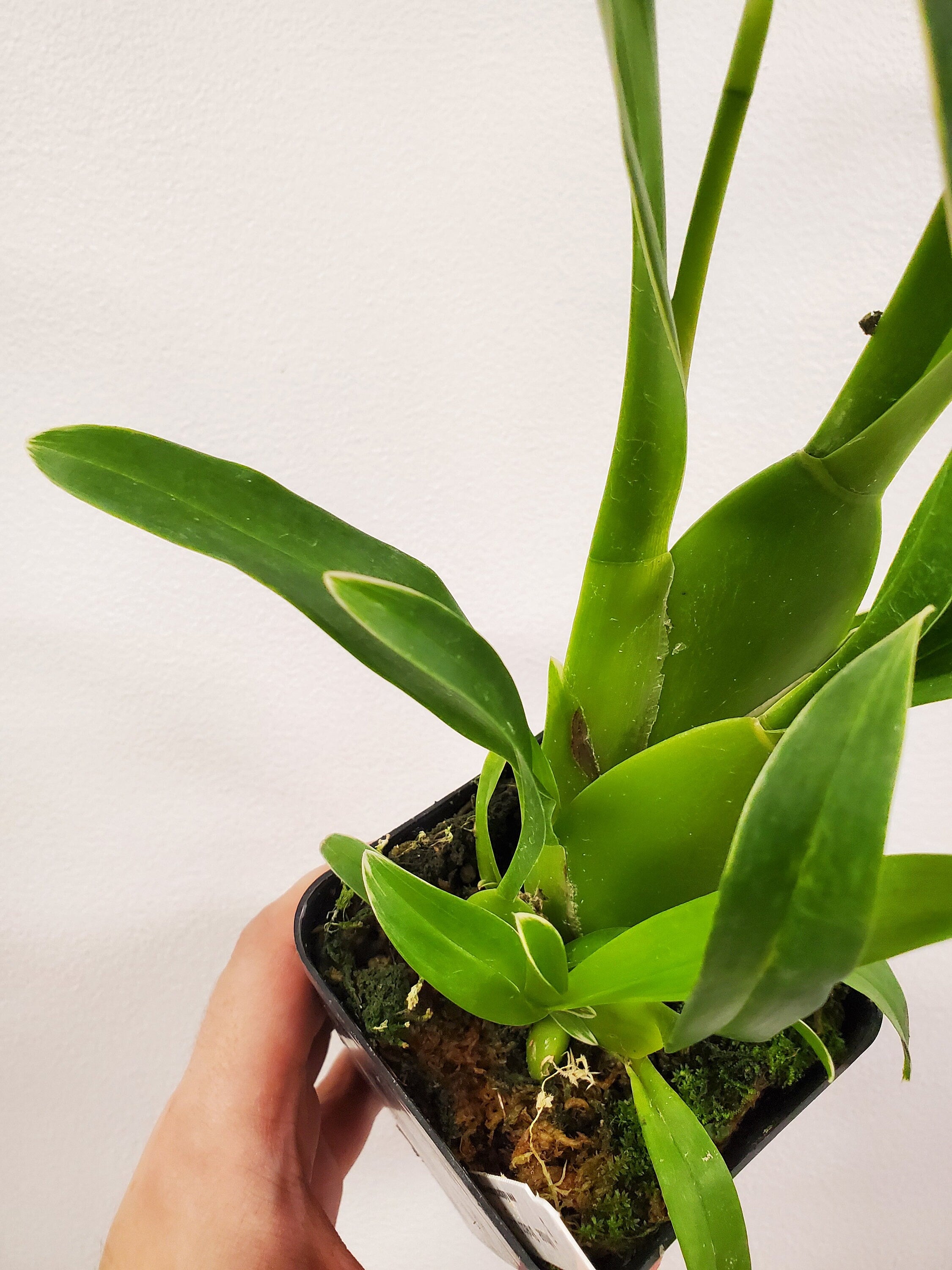 Variegated Spider Type Miltassia Shelob 'Okika'