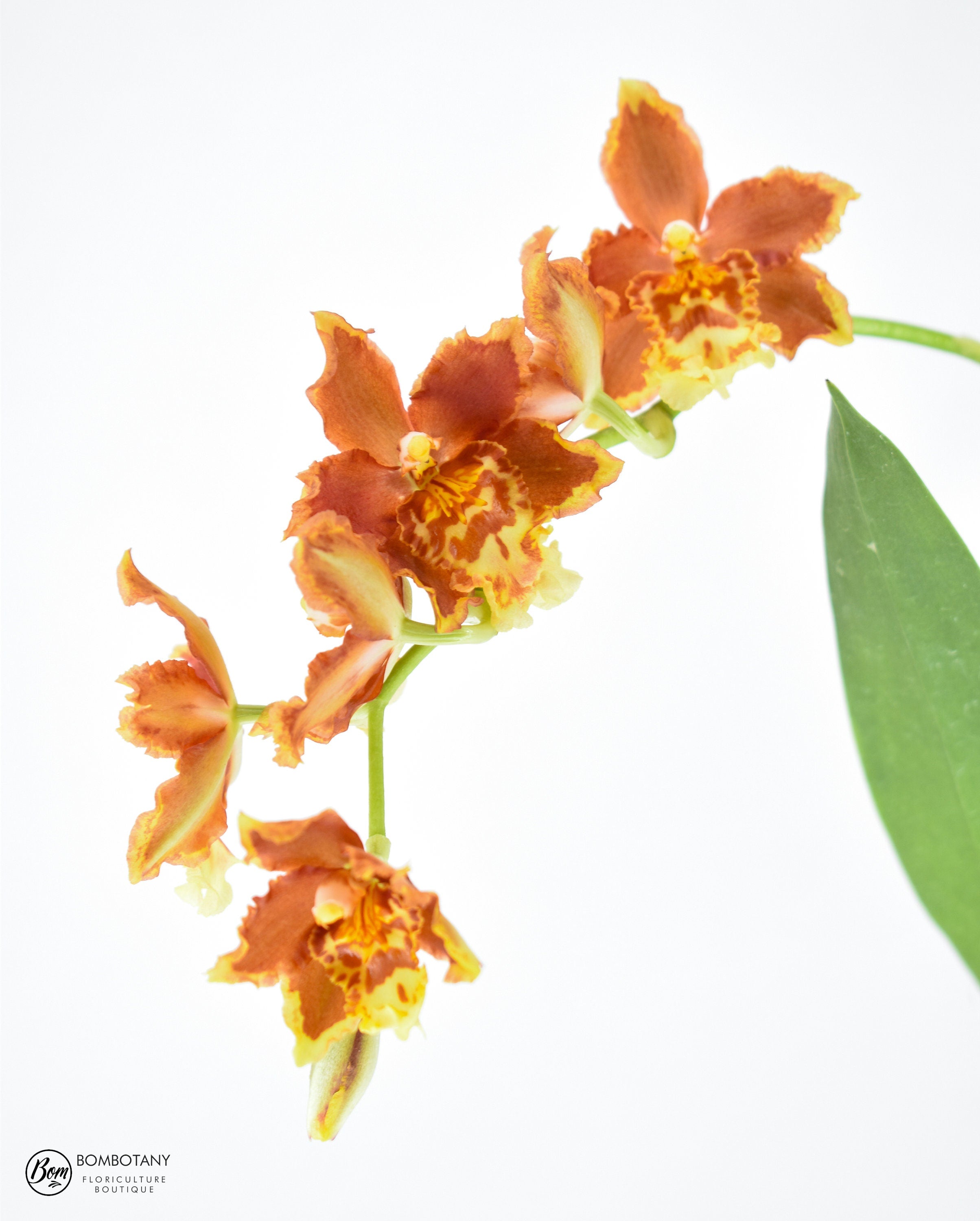 Starter Pack Oncidium Orchid Bundle Box - Plants @ Reduced Prices