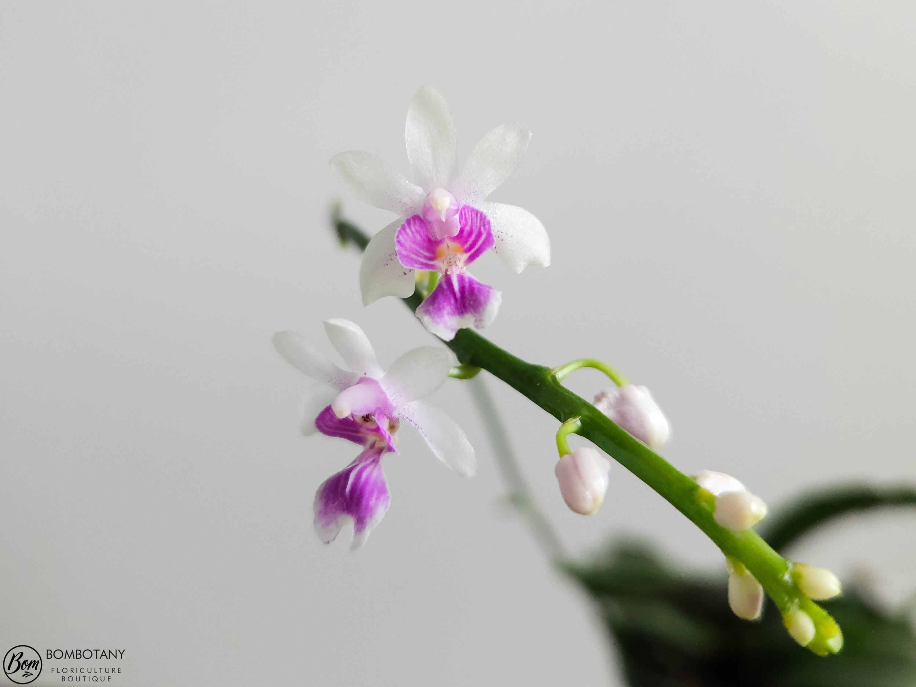 Phalaenopsis deliciosa AKA Kingidium deliciosum