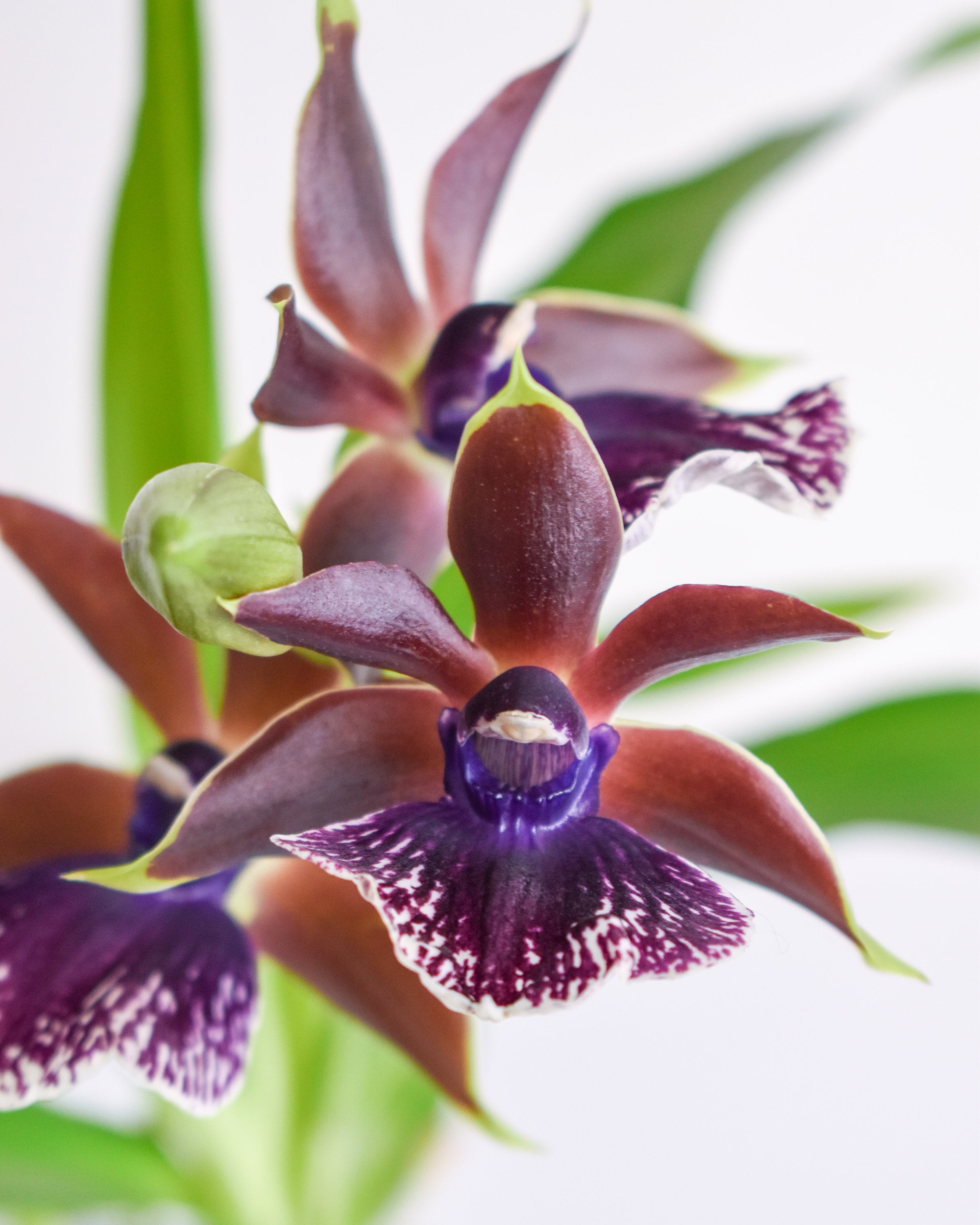 Fragrant Zygopetalum Louisendorf Rhein Moonlight IN SPIKE